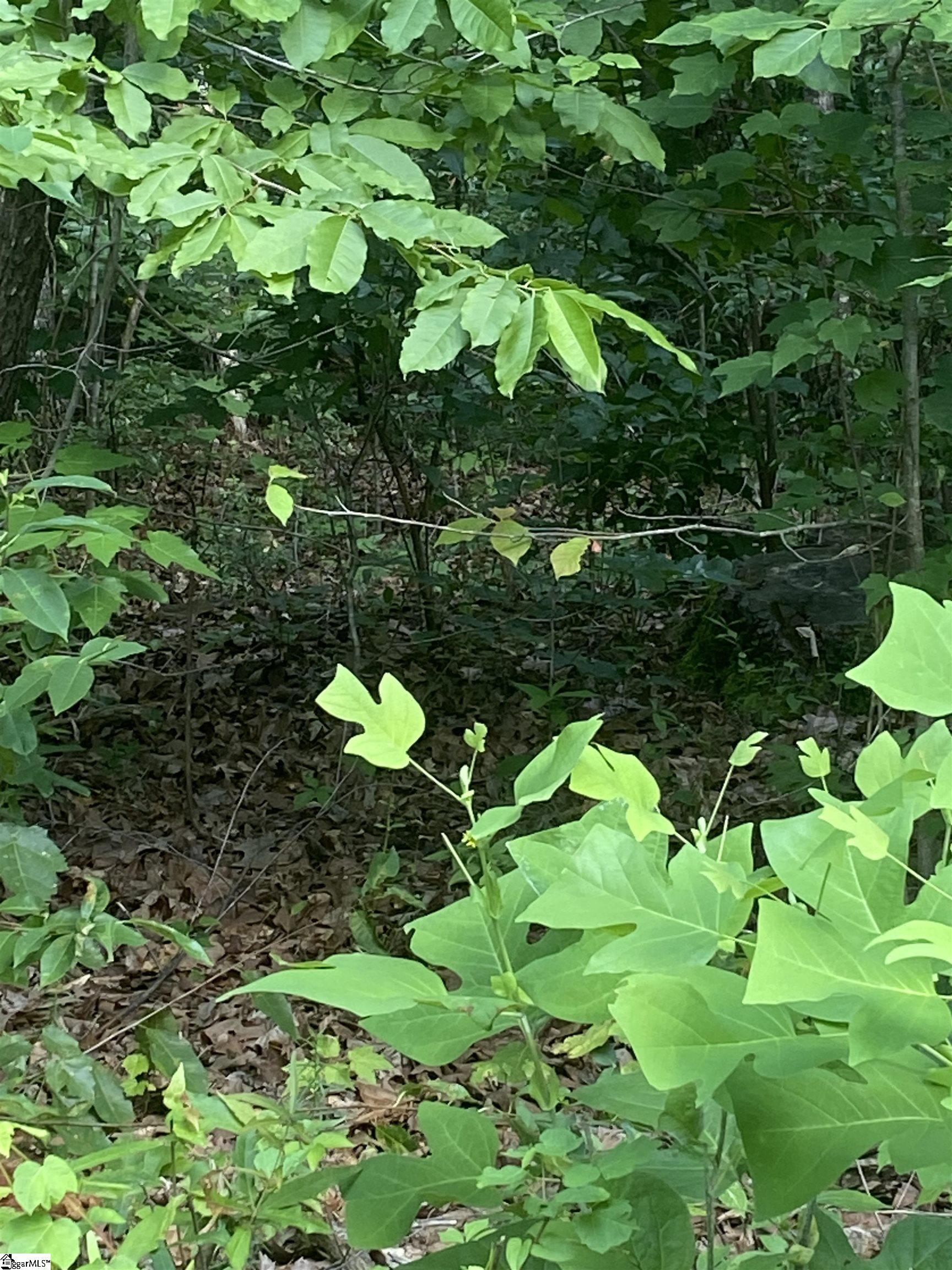 00 Windtree Ridge Road Pickens, SC 29671