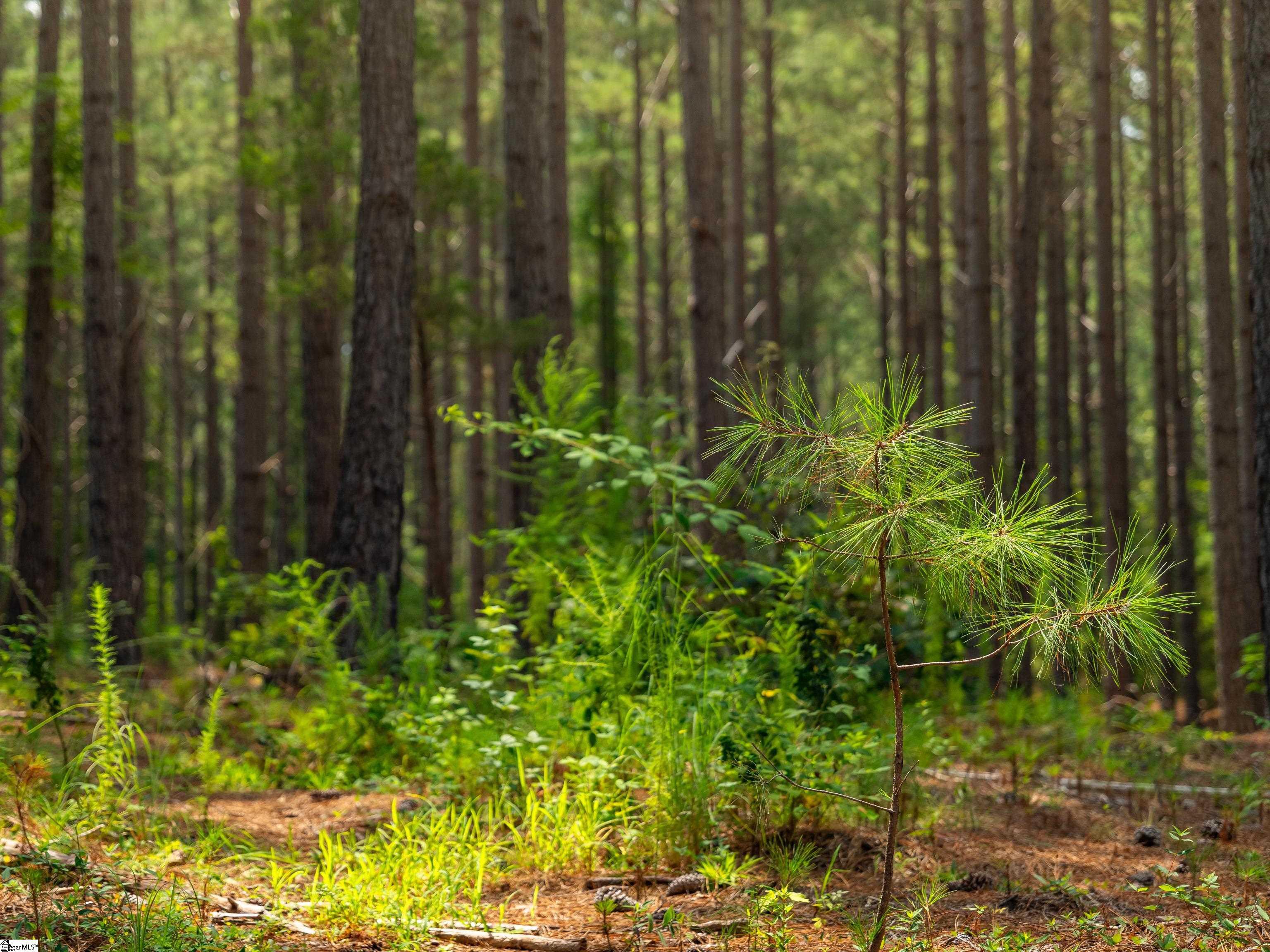 004 Gault Creek Road Jonesville, SC 29353