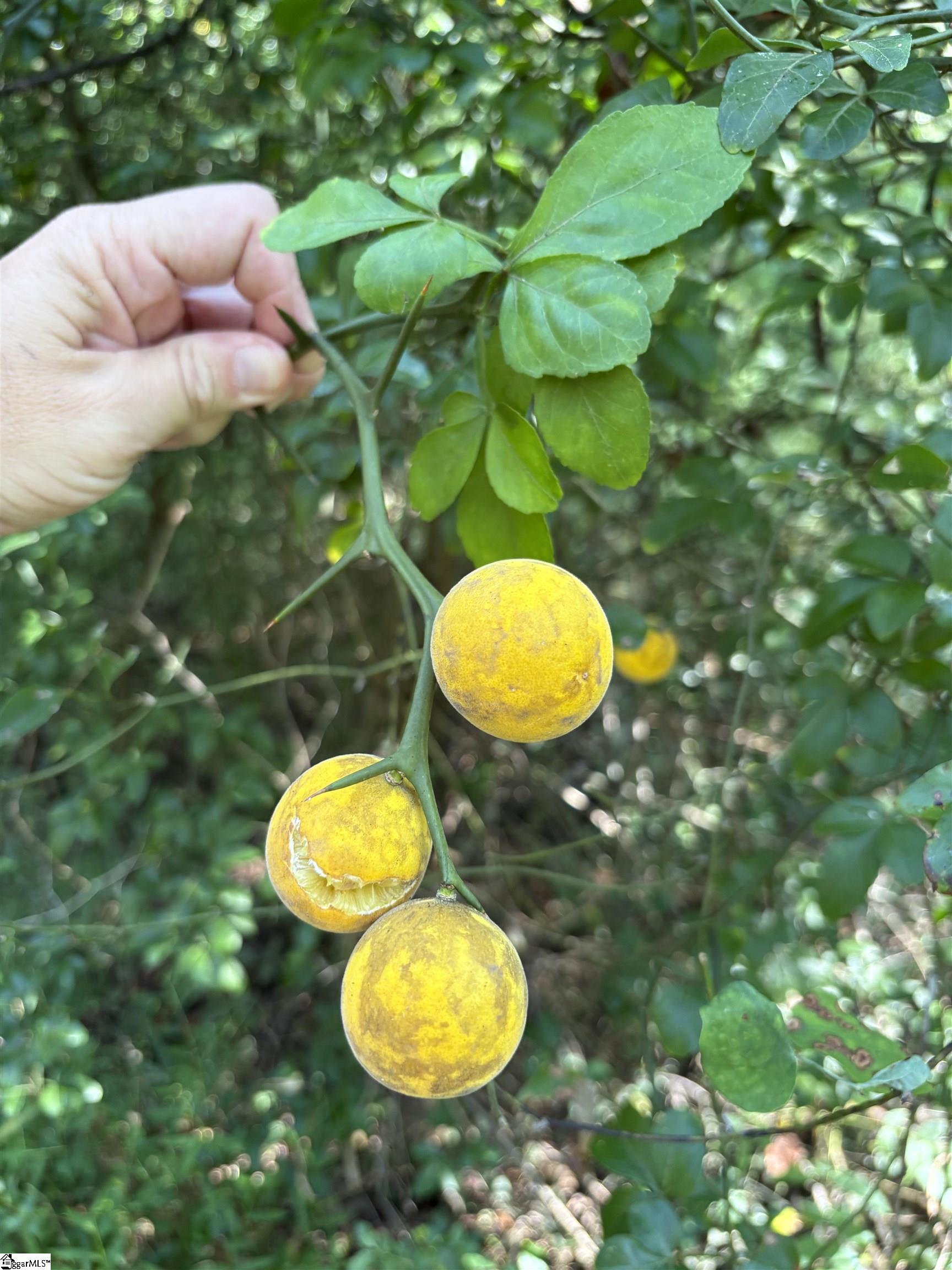 Homes for sale in Ware Shoals, SC | 40 Joe Oulla Rd, Ware Shoals, SC 29692 | MLS# 1570714