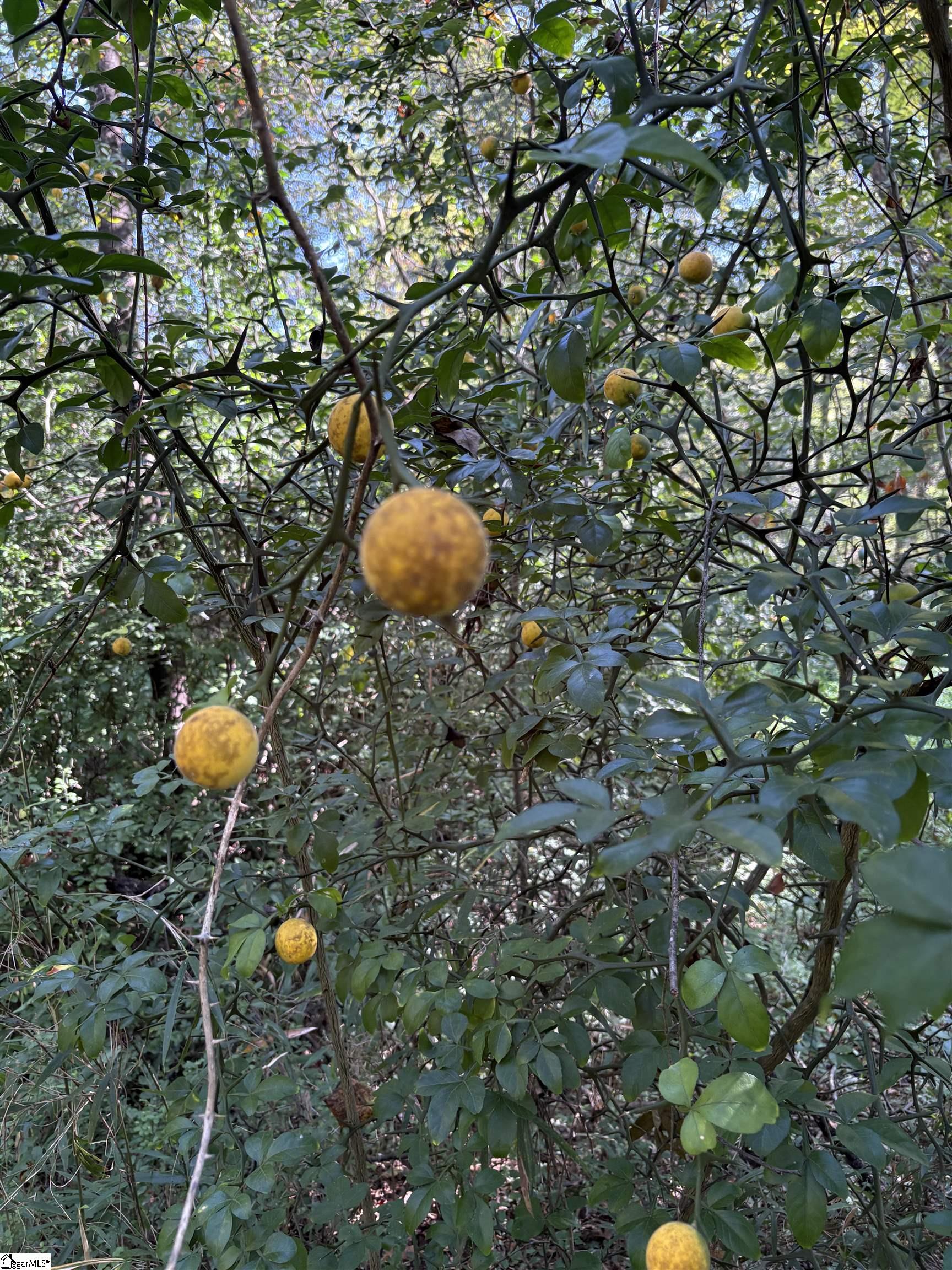 Homes for sale in Ware Shoals, SC | 02 Joe Oulla Rd, Ware Shoals, SC 29692 | MLS# 1572953