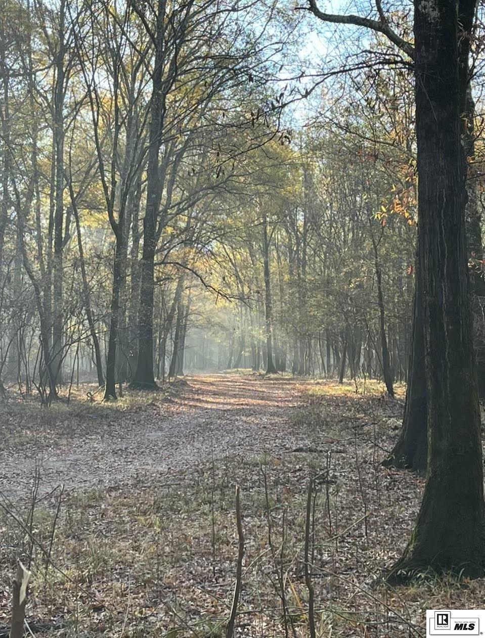 00000 Pinecrest Road 172 Acres On Ouachita River