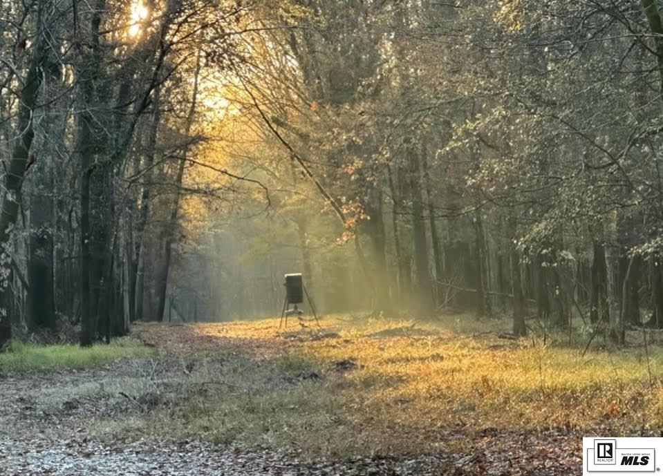 00000 Pinecrest Road 172 Acres On Ouachita River