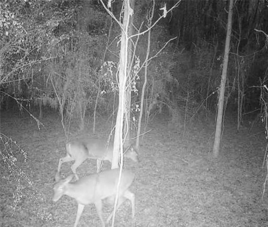 Homes for sale in Deville, LA | 78 Bell Road, Deville, LA 71328 | MLS# CN2516186