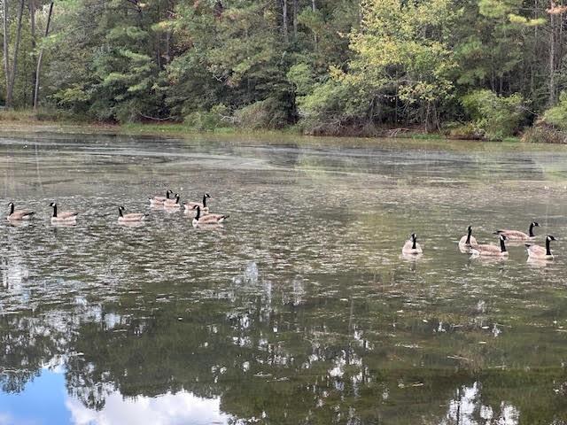 Homes for sale in Covington, LA | 233 Robin Hood Dr, Covington, LA 70433 | MLS# NO2517505