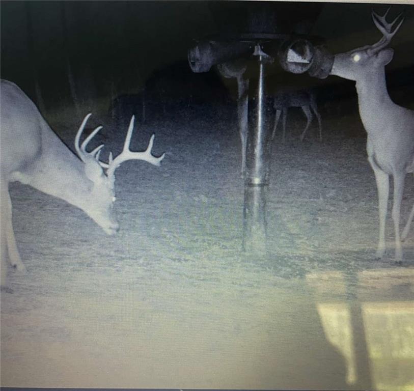 Homes for sale in Elmer, LA | 0 Hwy 1199, Elmer, LA 71424 | MLS# CN2519501