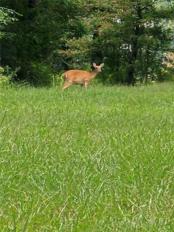 Homes for sale in Elmer, LA | 0 Hwy 1199, Elmer, LA 71424 | MLS# CN2519501