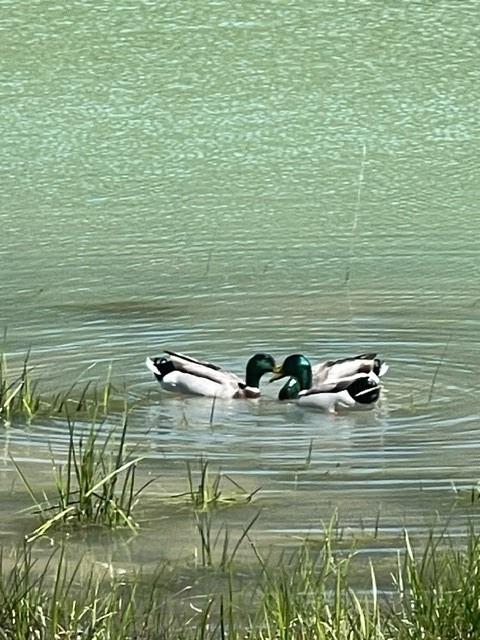 Homes for sale in Franklinton, LA | 20259 Sylvest Road, Franklinton, LA 70438 | MLS# NO2521341