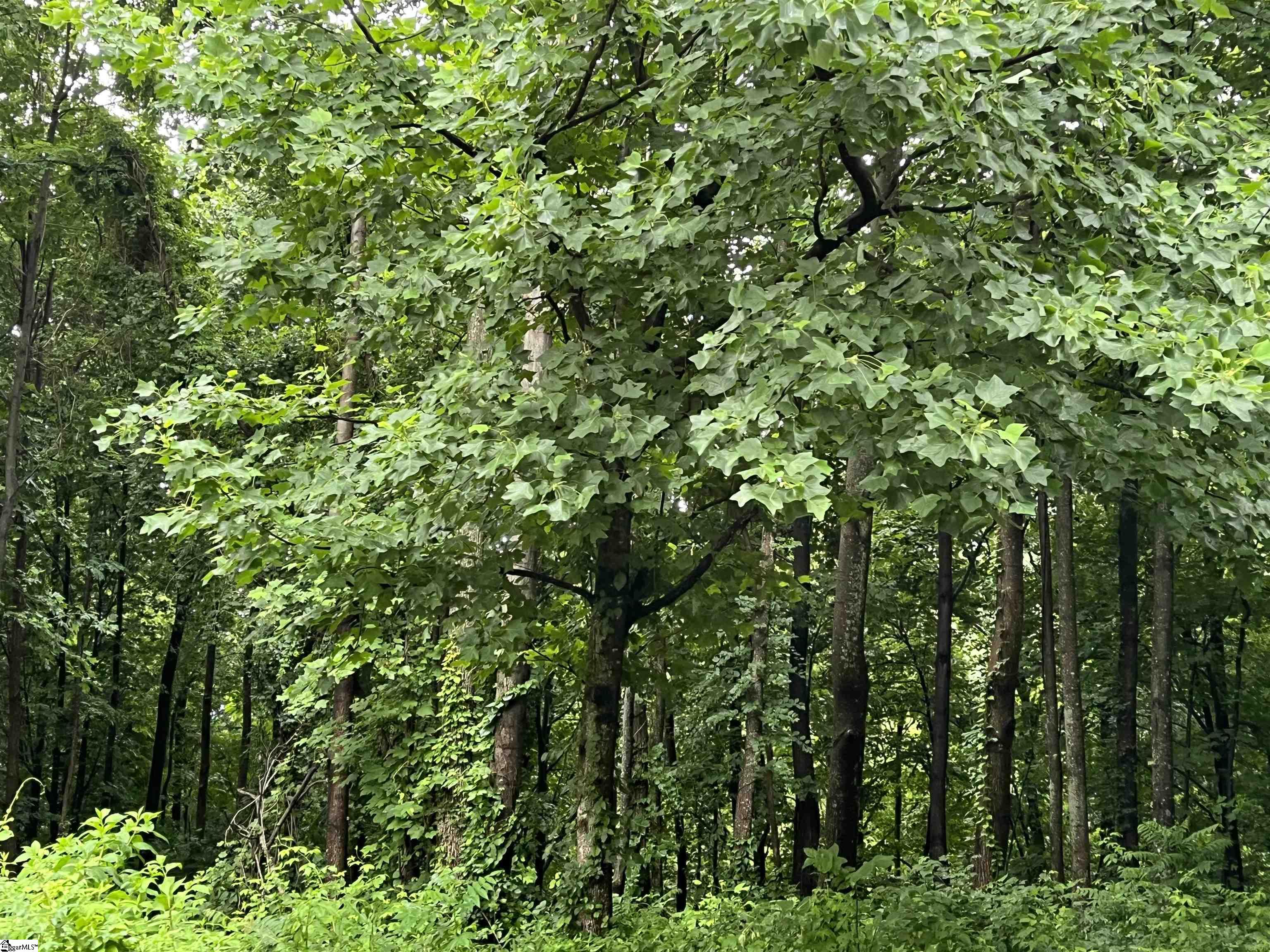 280 Foggy Cut, Landrum, South Carolina image 1