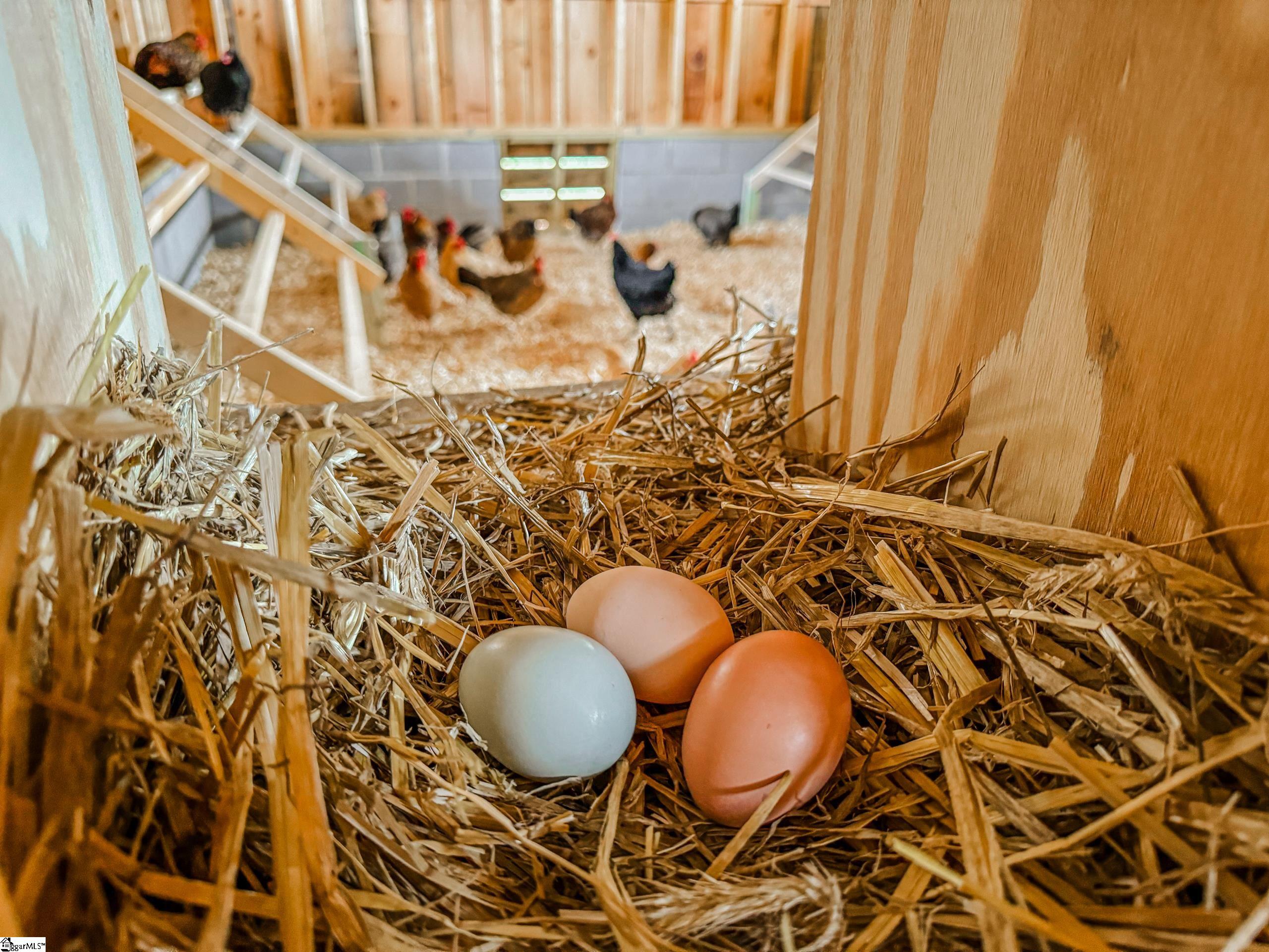 View of Chicken Coop