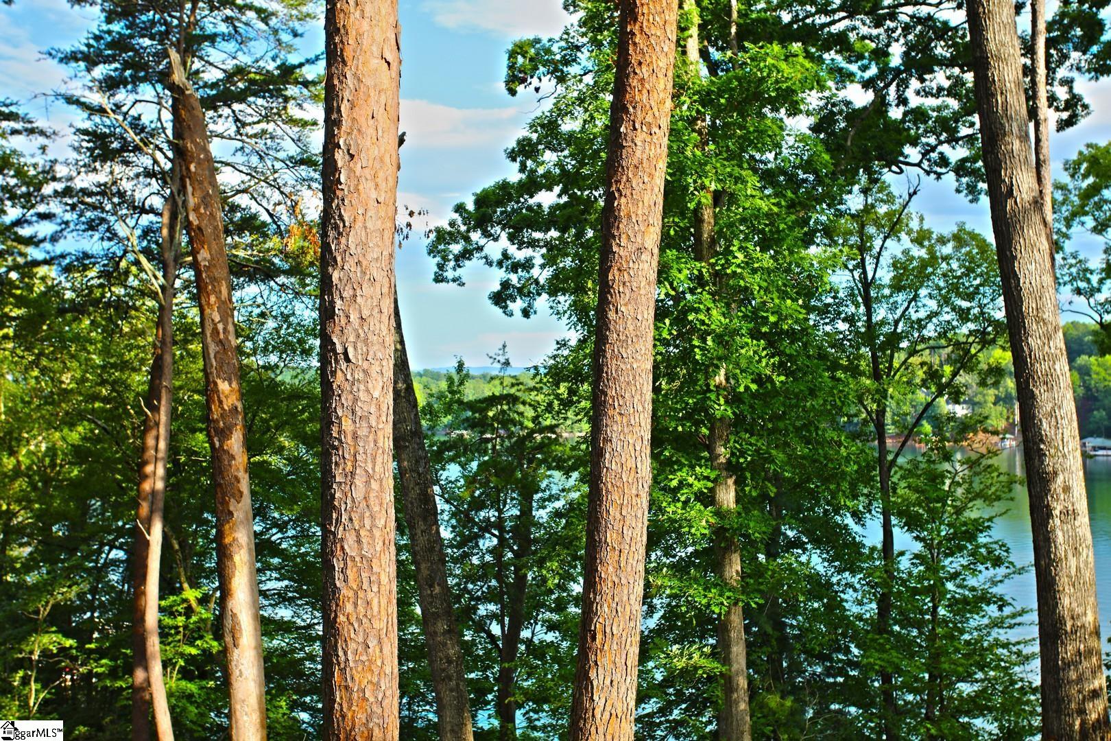 223 Squirrel, Six Mile, South Carolina image 16