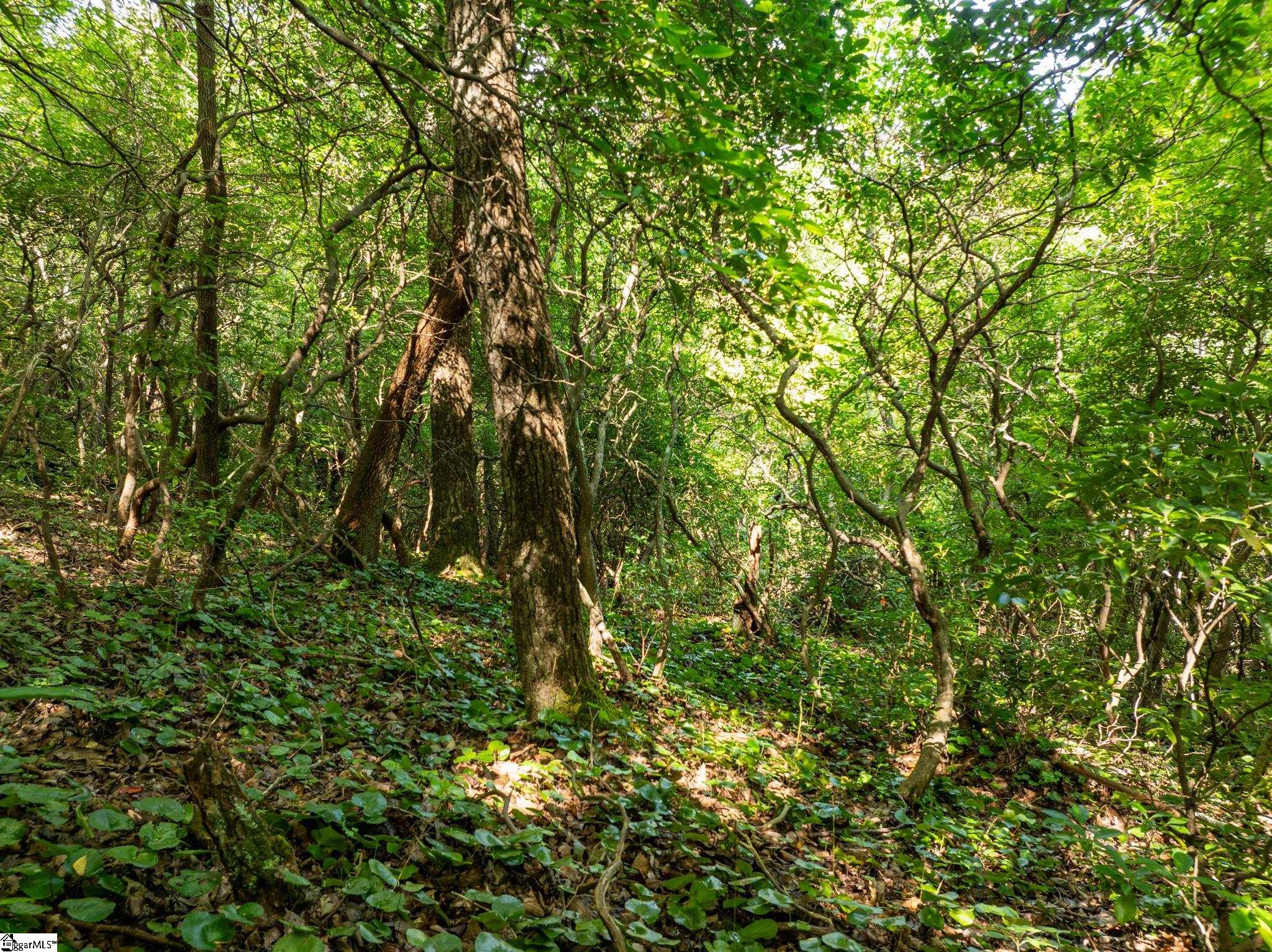 Panther Mountain, Zirconia, North Carolina image 28