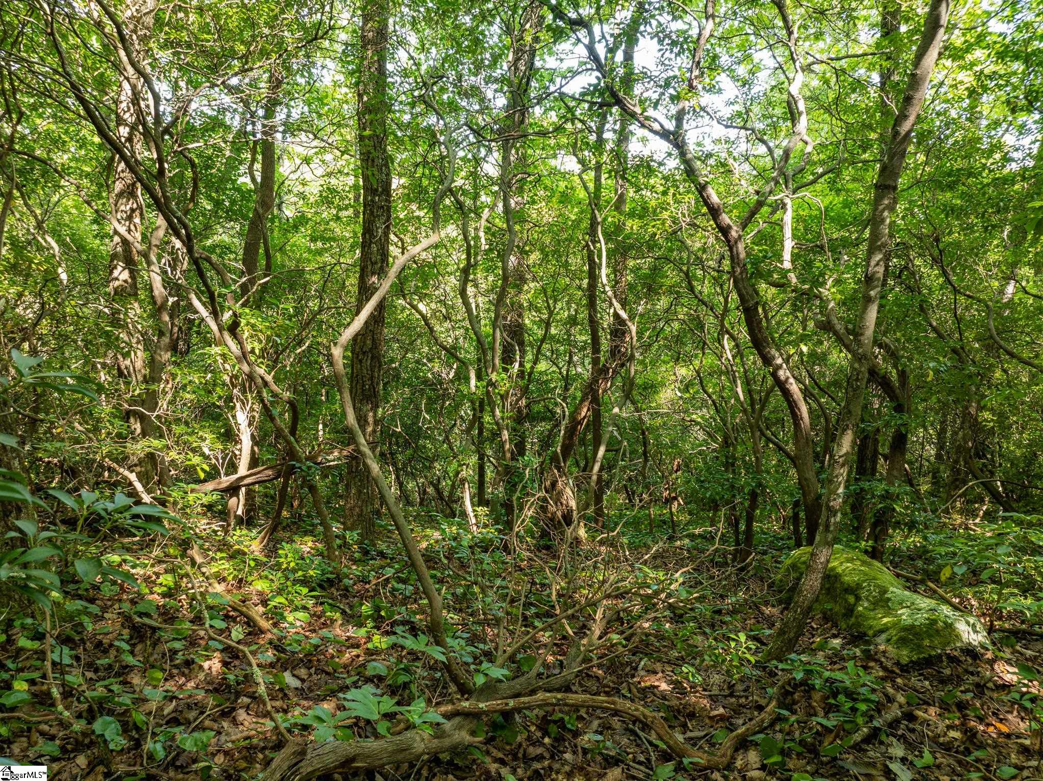 Panther Mountain, Zirconia, North Carolina image 29