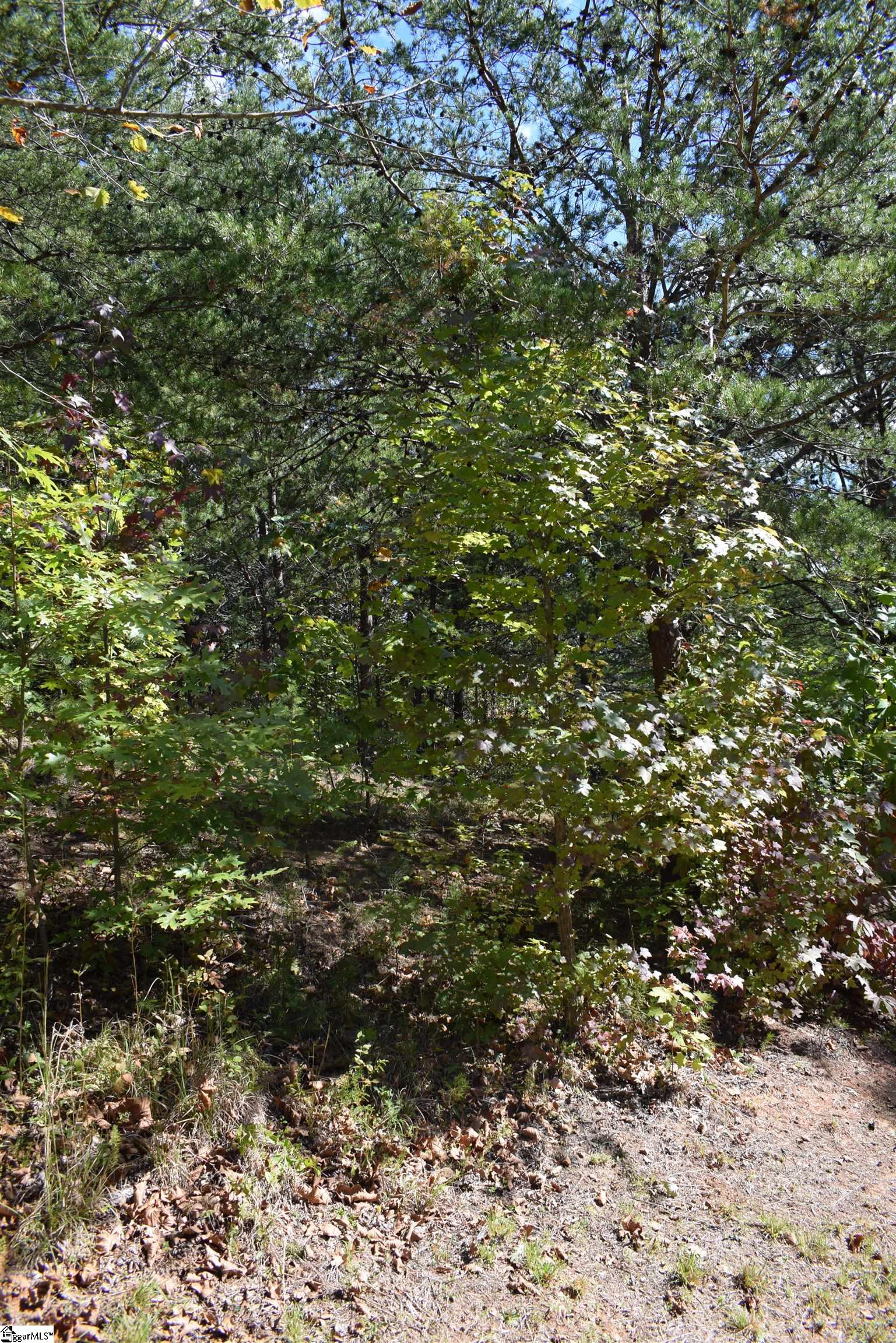 Holland, Columbus, North Carolina image 15