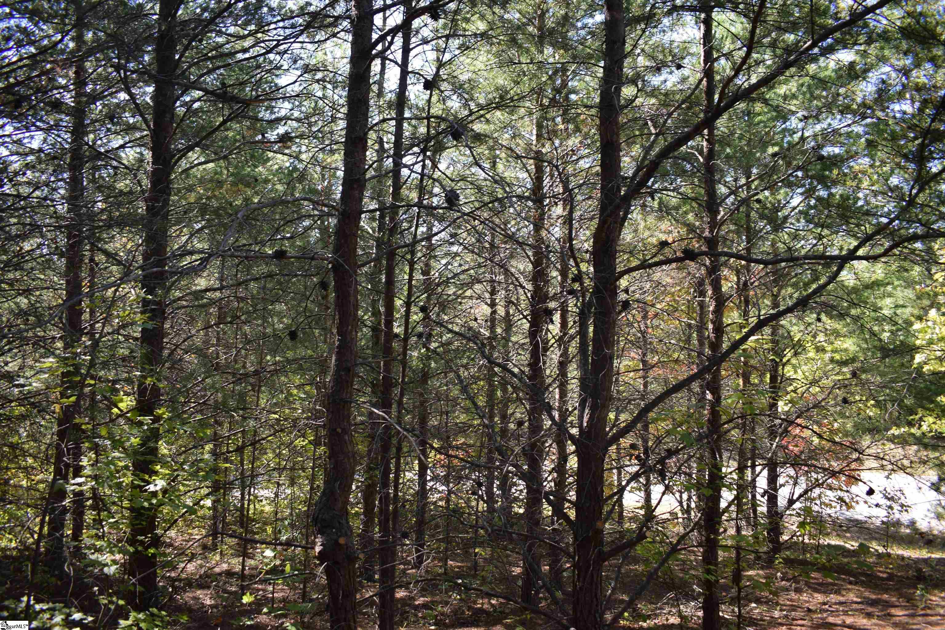 Holland, Columbus, North Carolina image 6