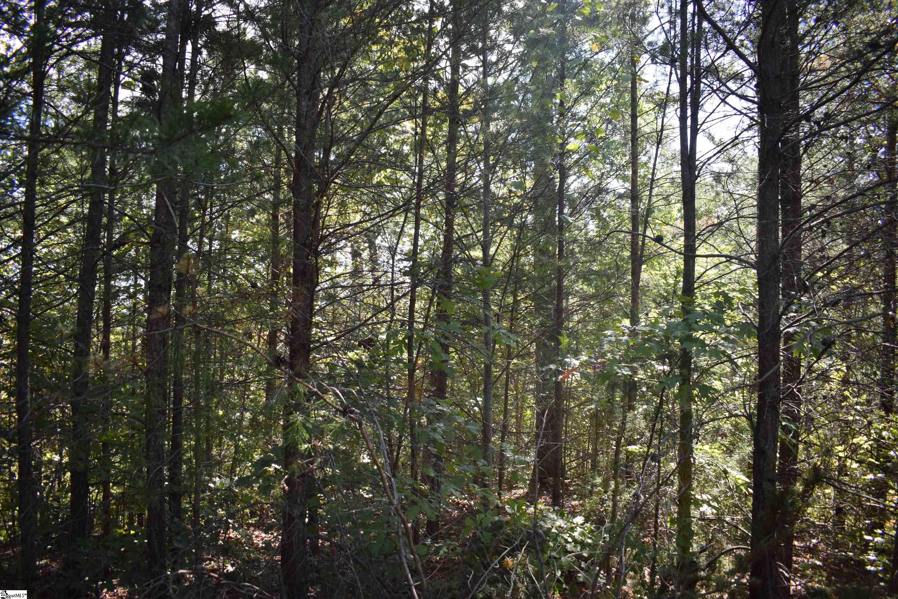 Holland, Columbus, North Carolina image 7