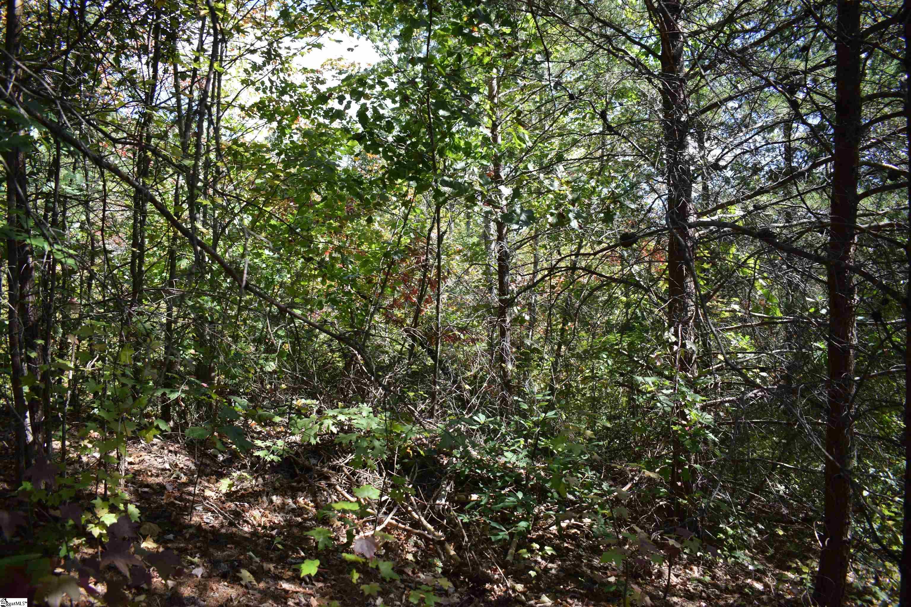 Holland, Columbus, North Carolina image 10