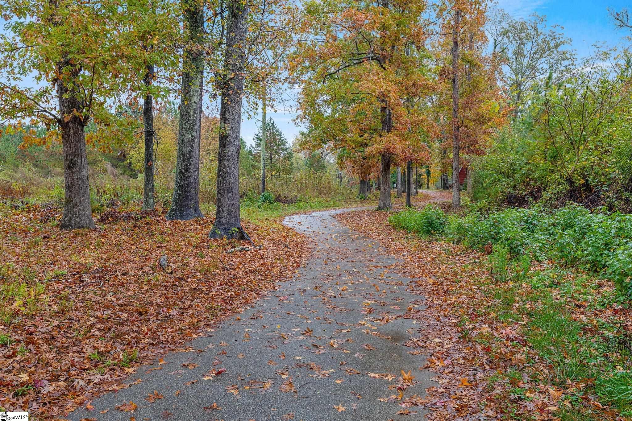 275 Dalmatian, Spartanburg, South Carolina image 31