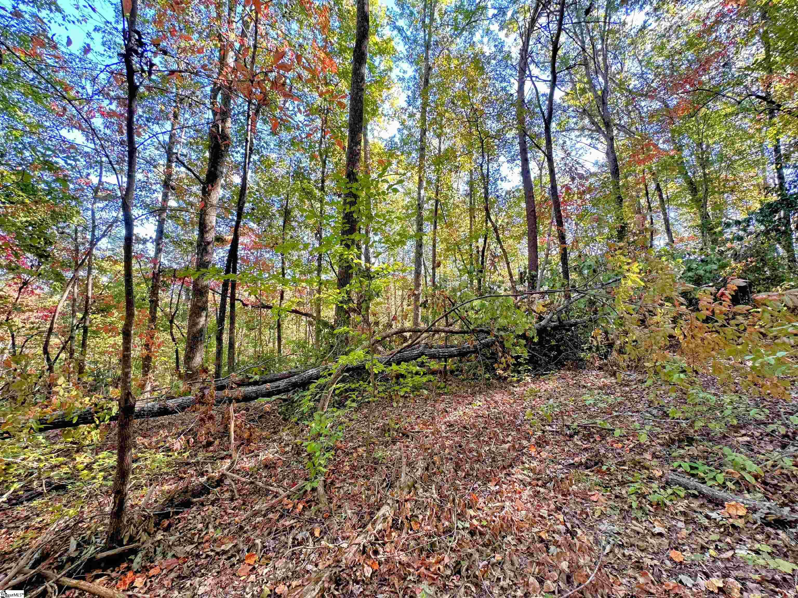 0000 Forest, Travelers Rest, South Carolina image 6