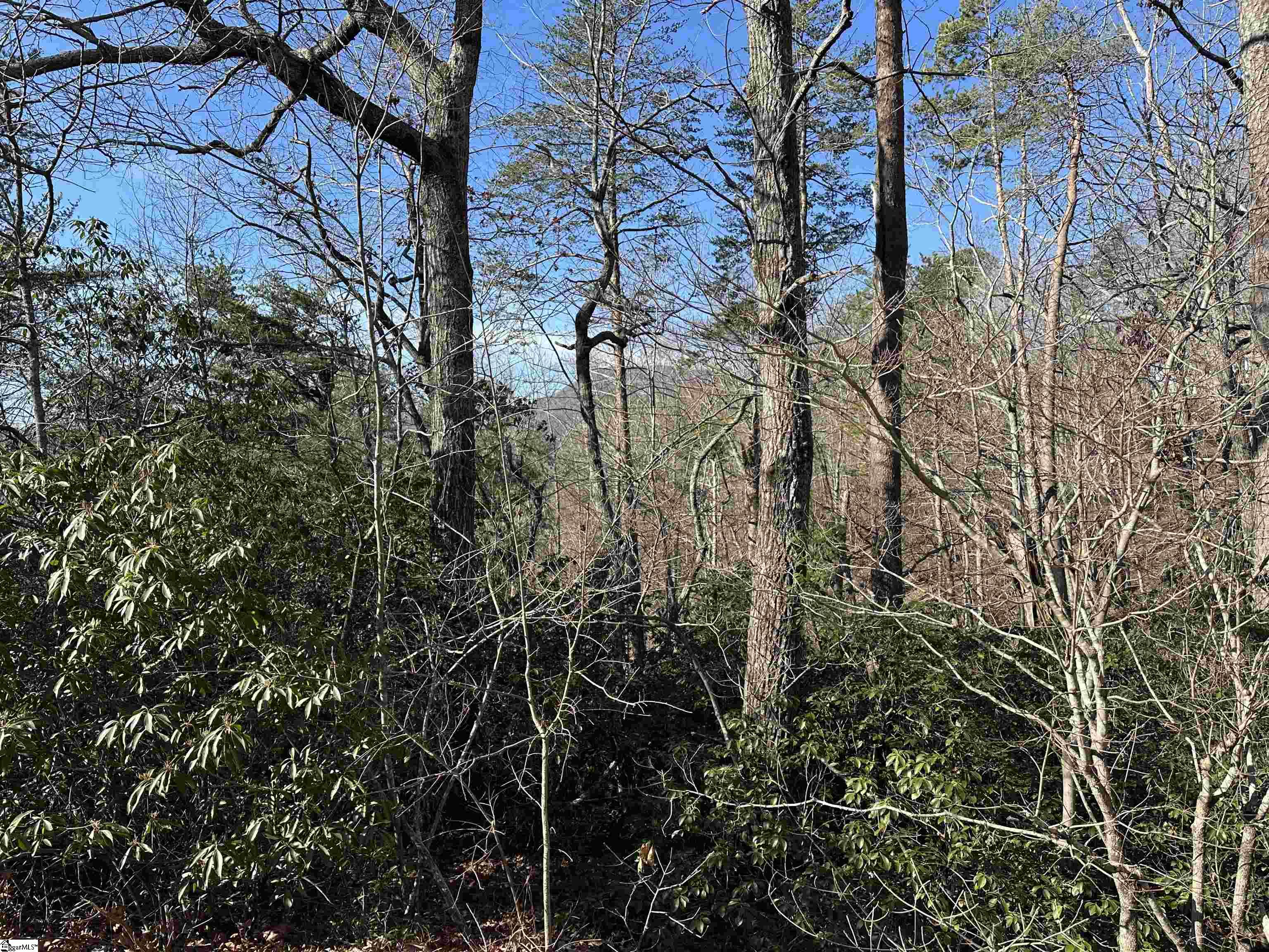 00 Caldonia, Landrum, South Carolina image 2