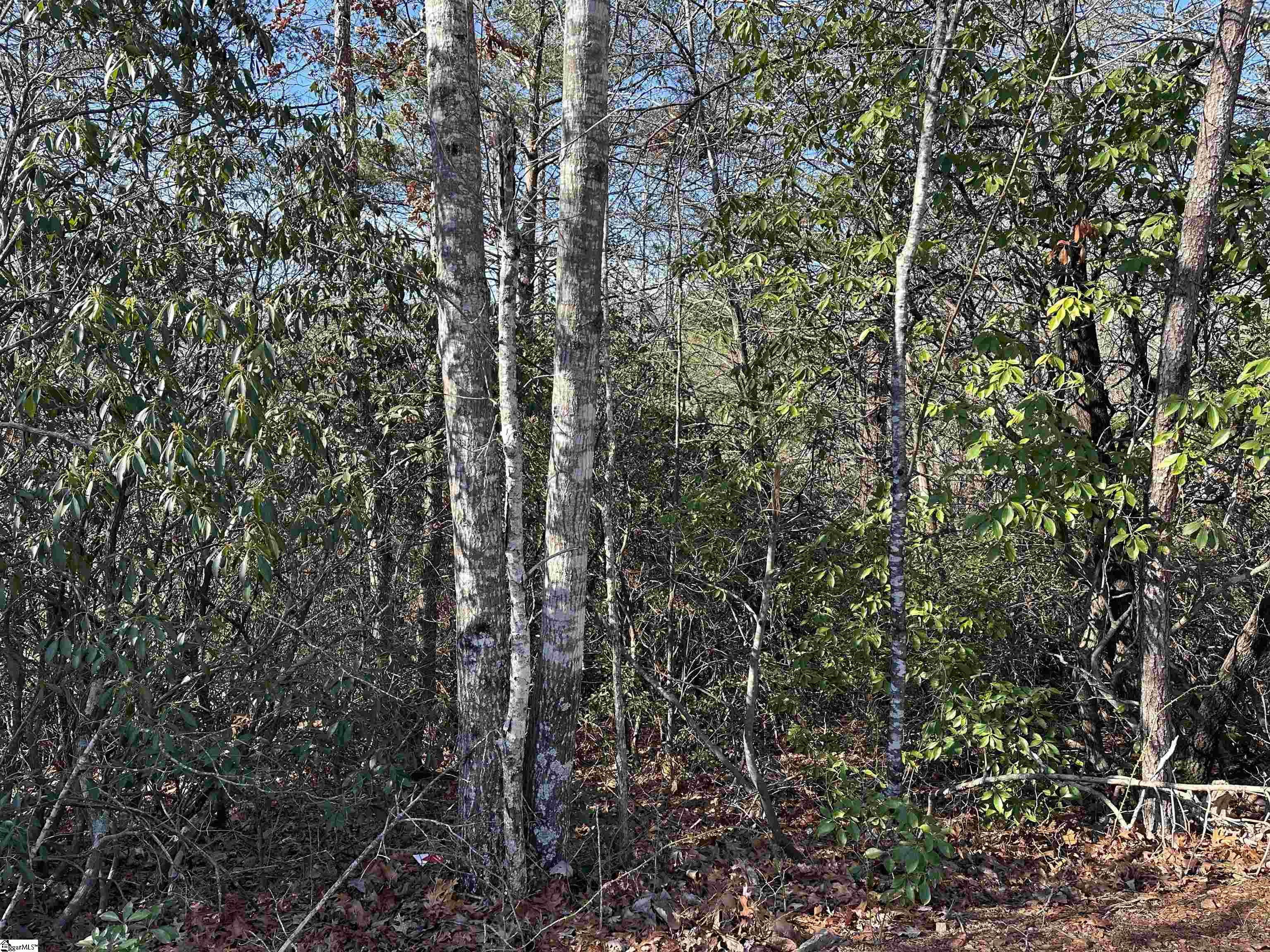 00 Caldonia, Landrum, South Carolina image 3