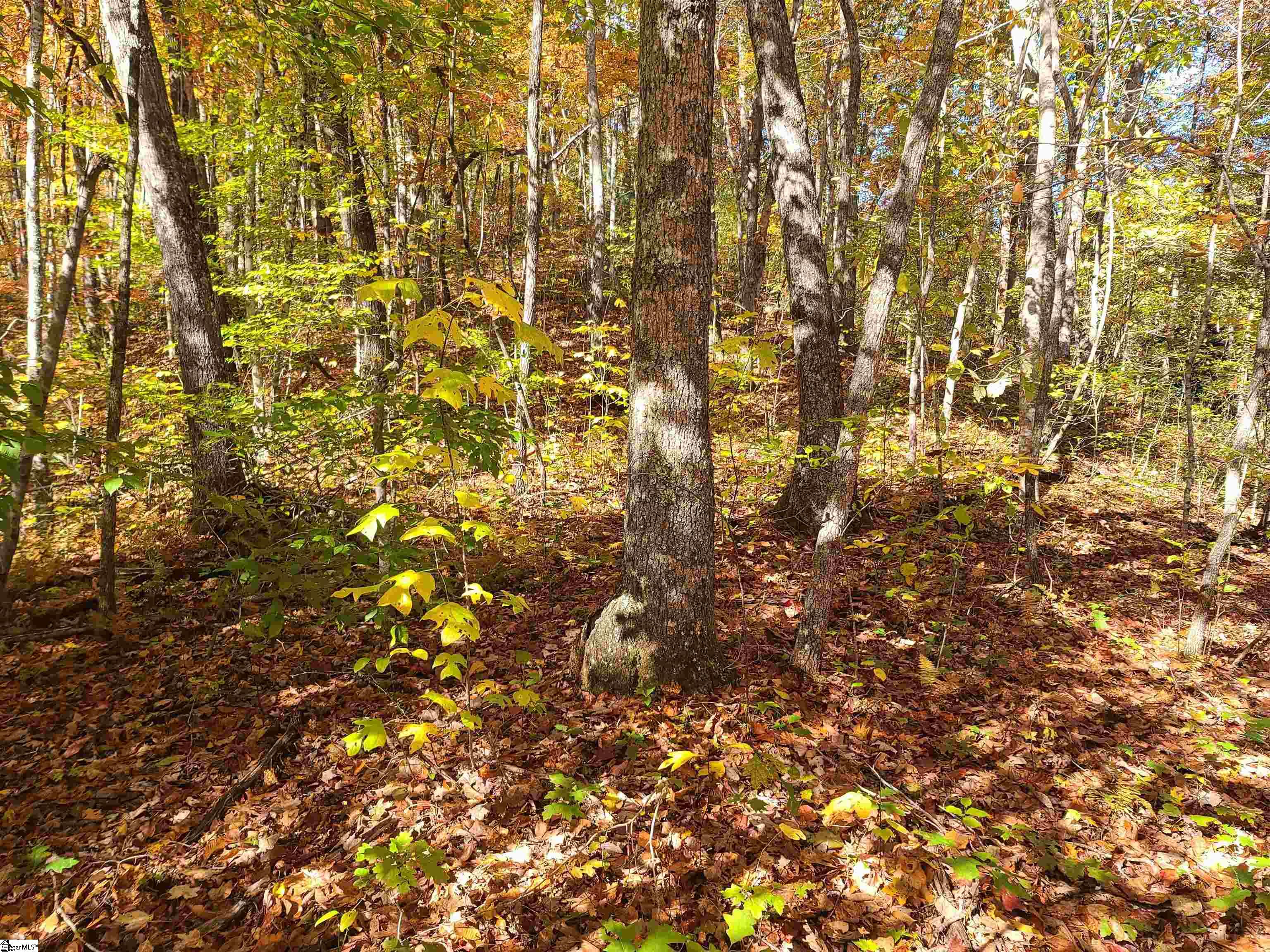 00 Bettys Creek, Franklin, North Carolina image 7