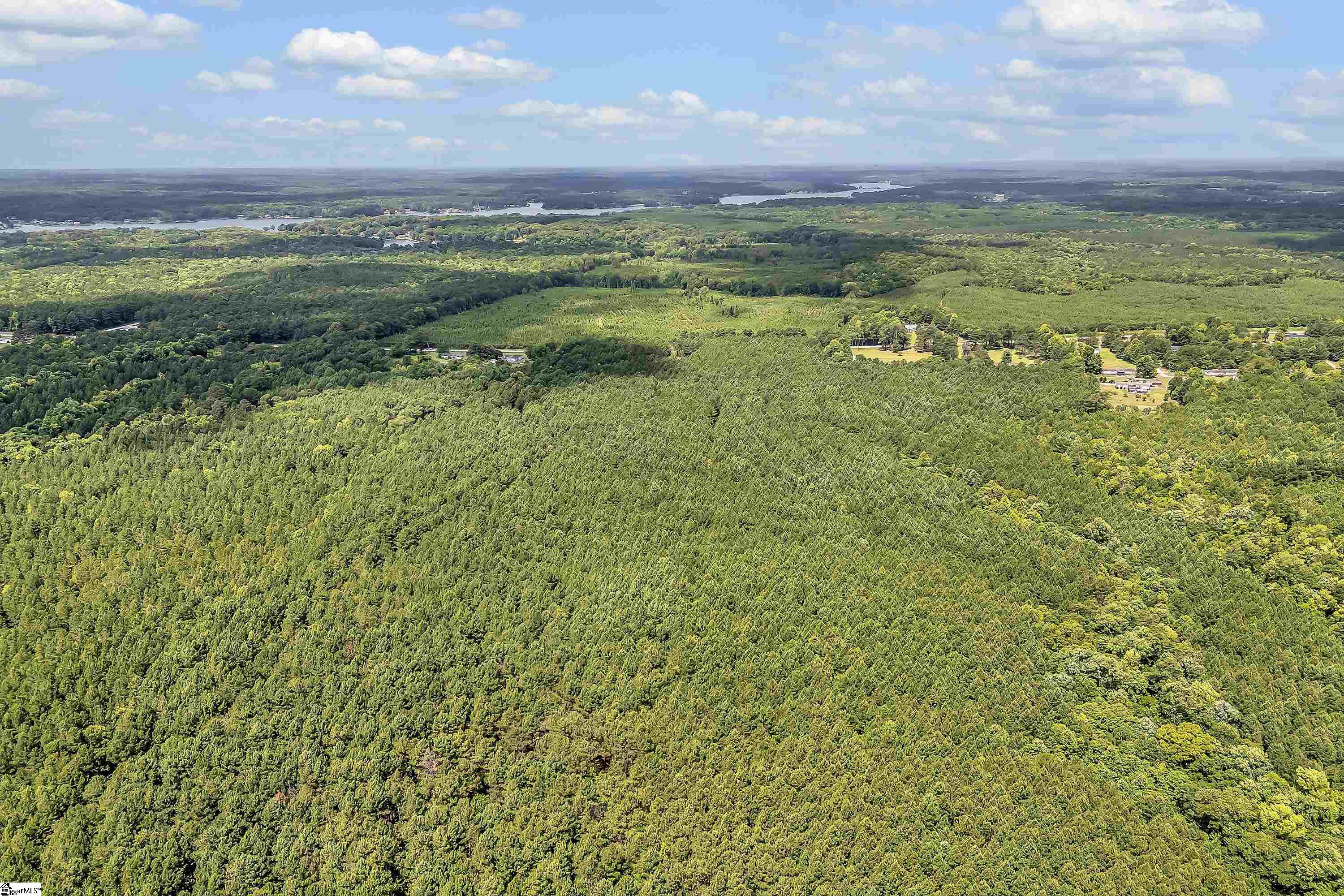 Mature Timber