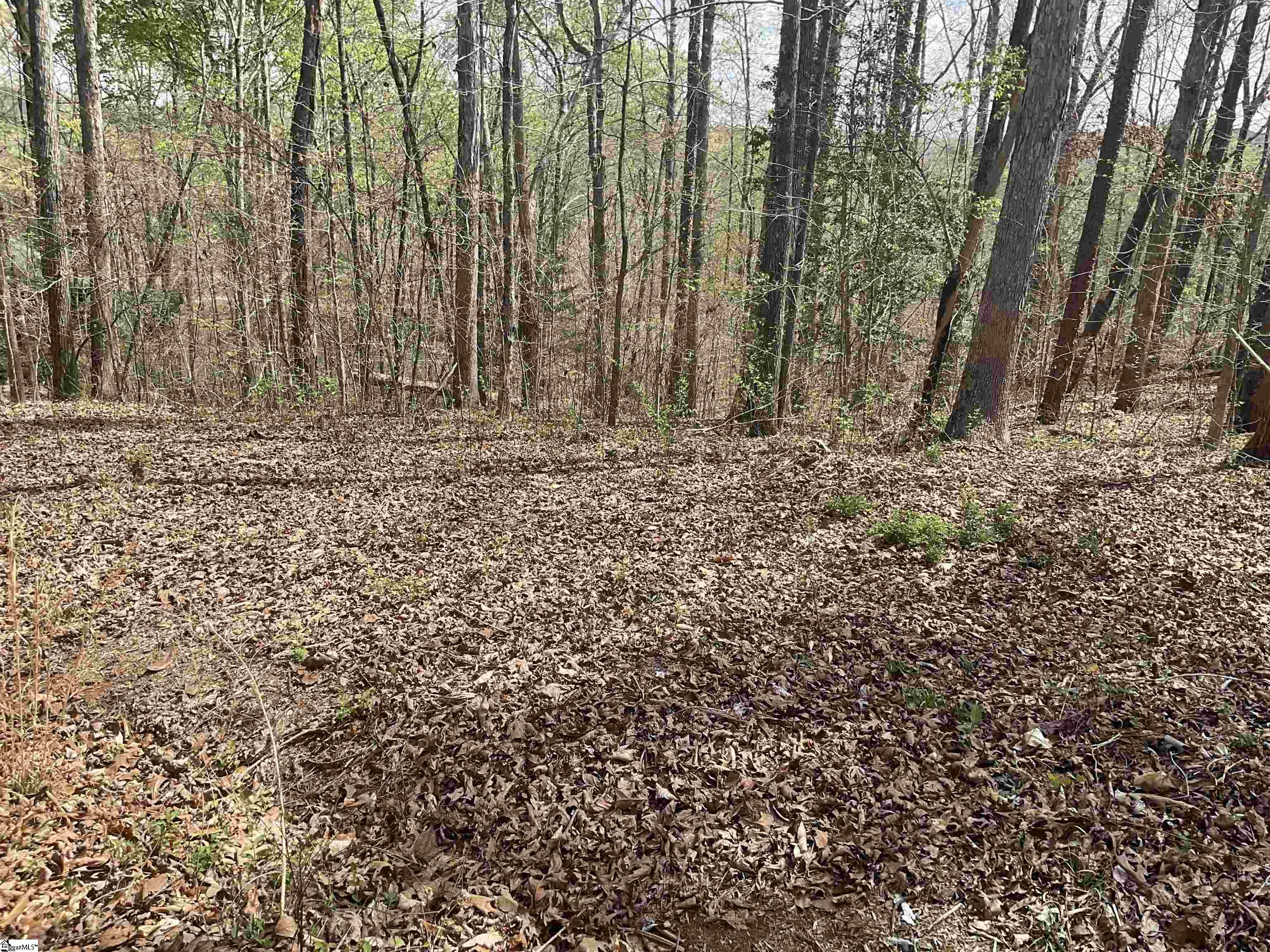 Lost Forest, Westminster, South Carolina image 1