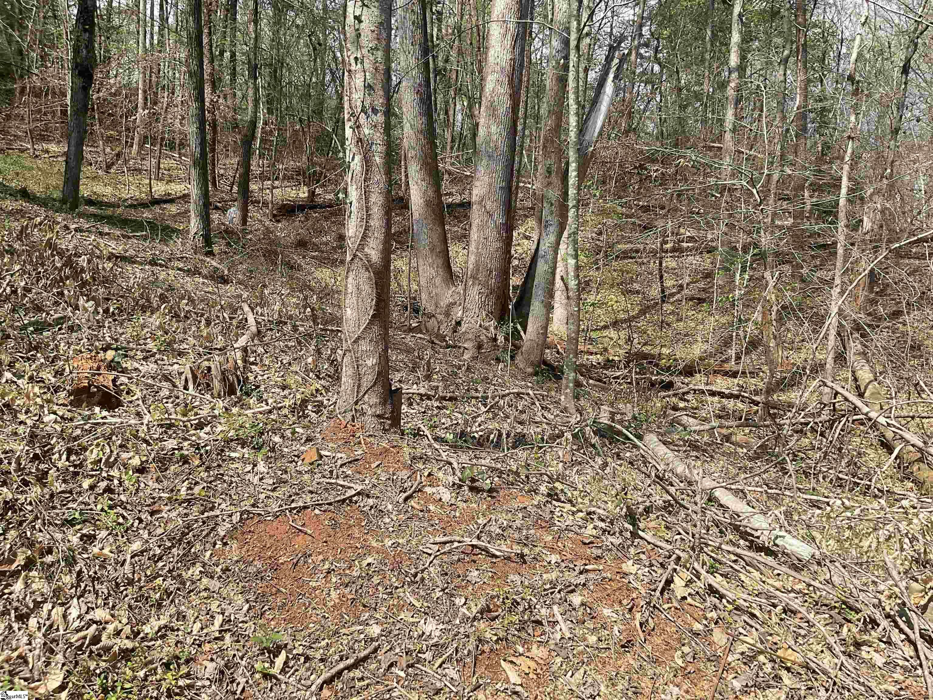 Lost Forest, Westminster, South Carolina image 2