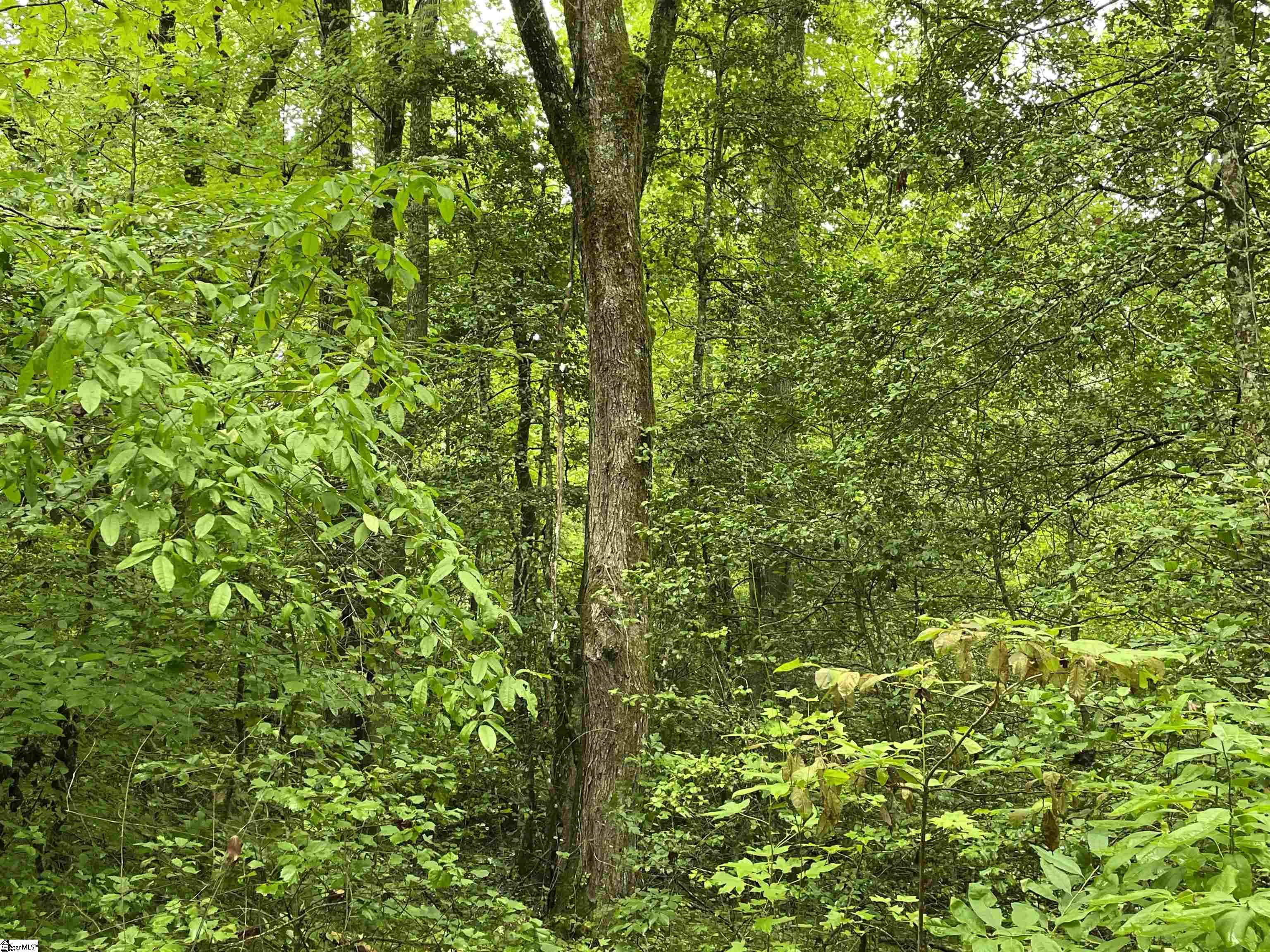 00 N Little River, Tamassee, South Carolina image 11