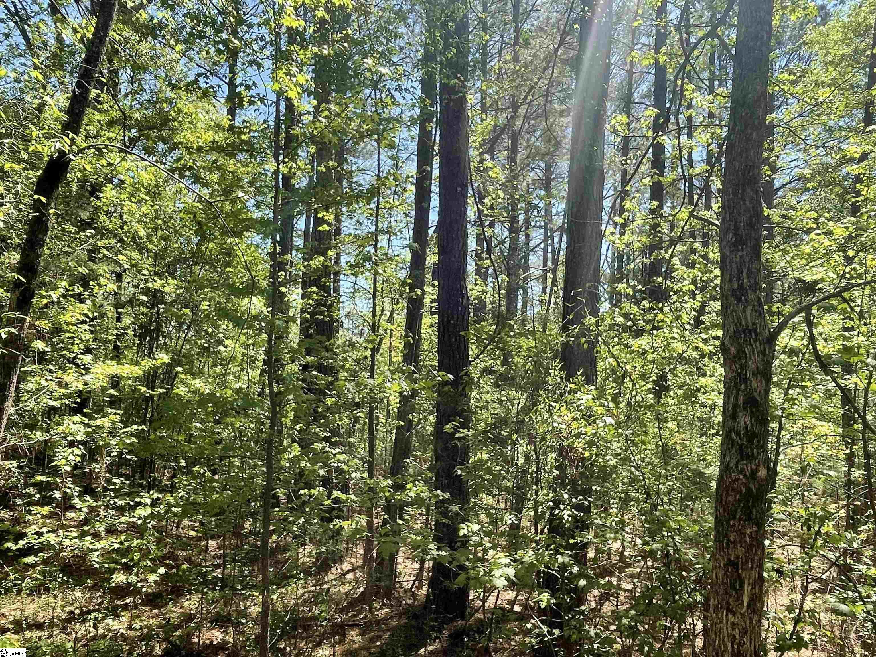 440 Mt. Carmel, Abbeville, South Carolina image 23