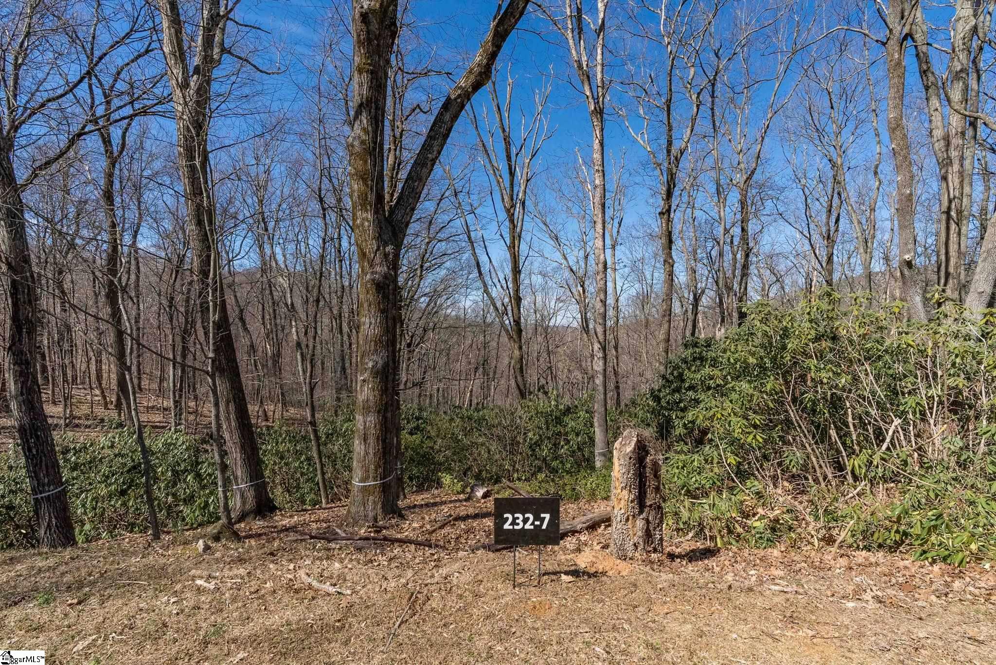 May Apple, Landrum, South Carolina image 12