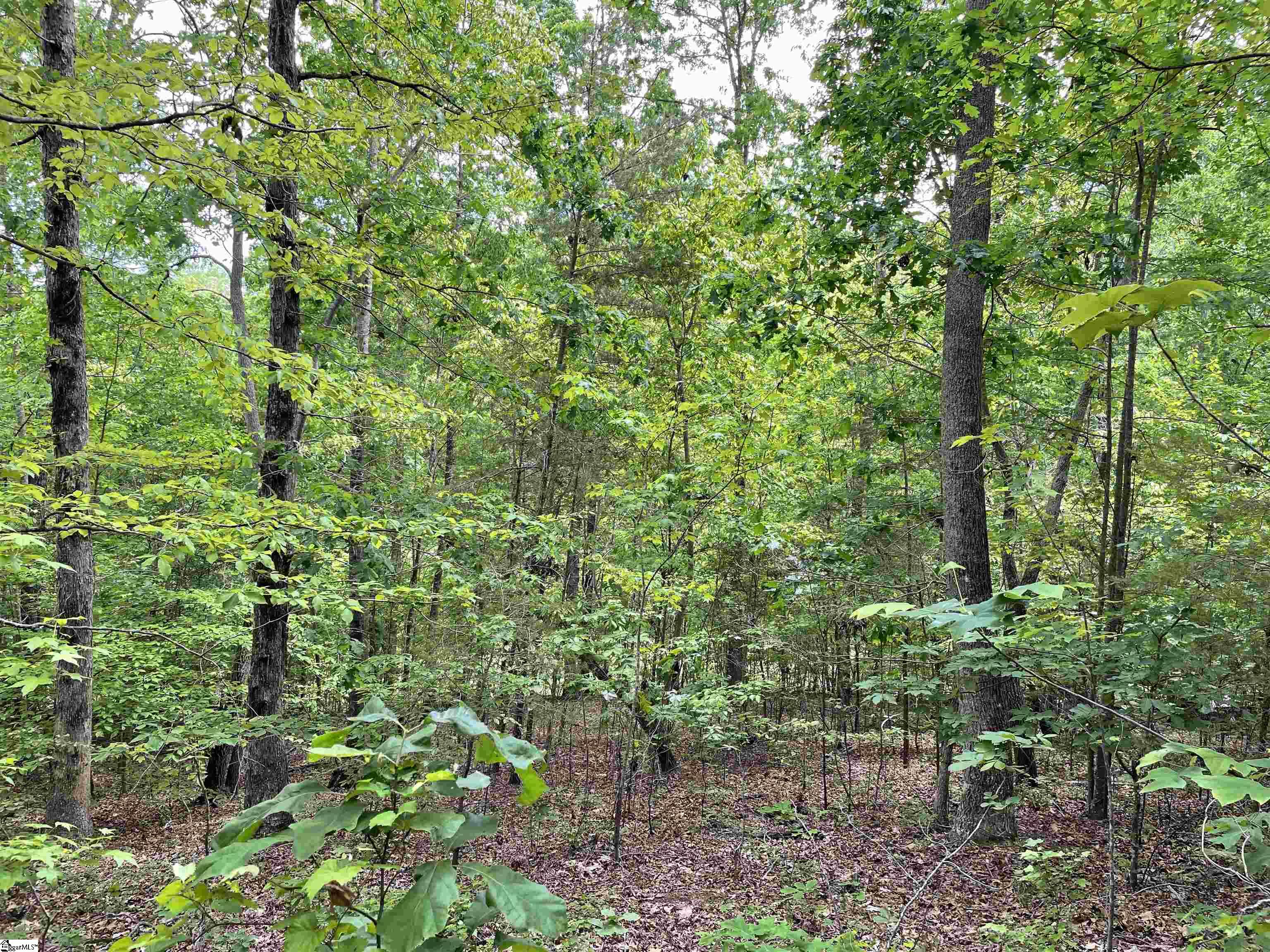 00 Anthony, Pickens, South Carolina image 5