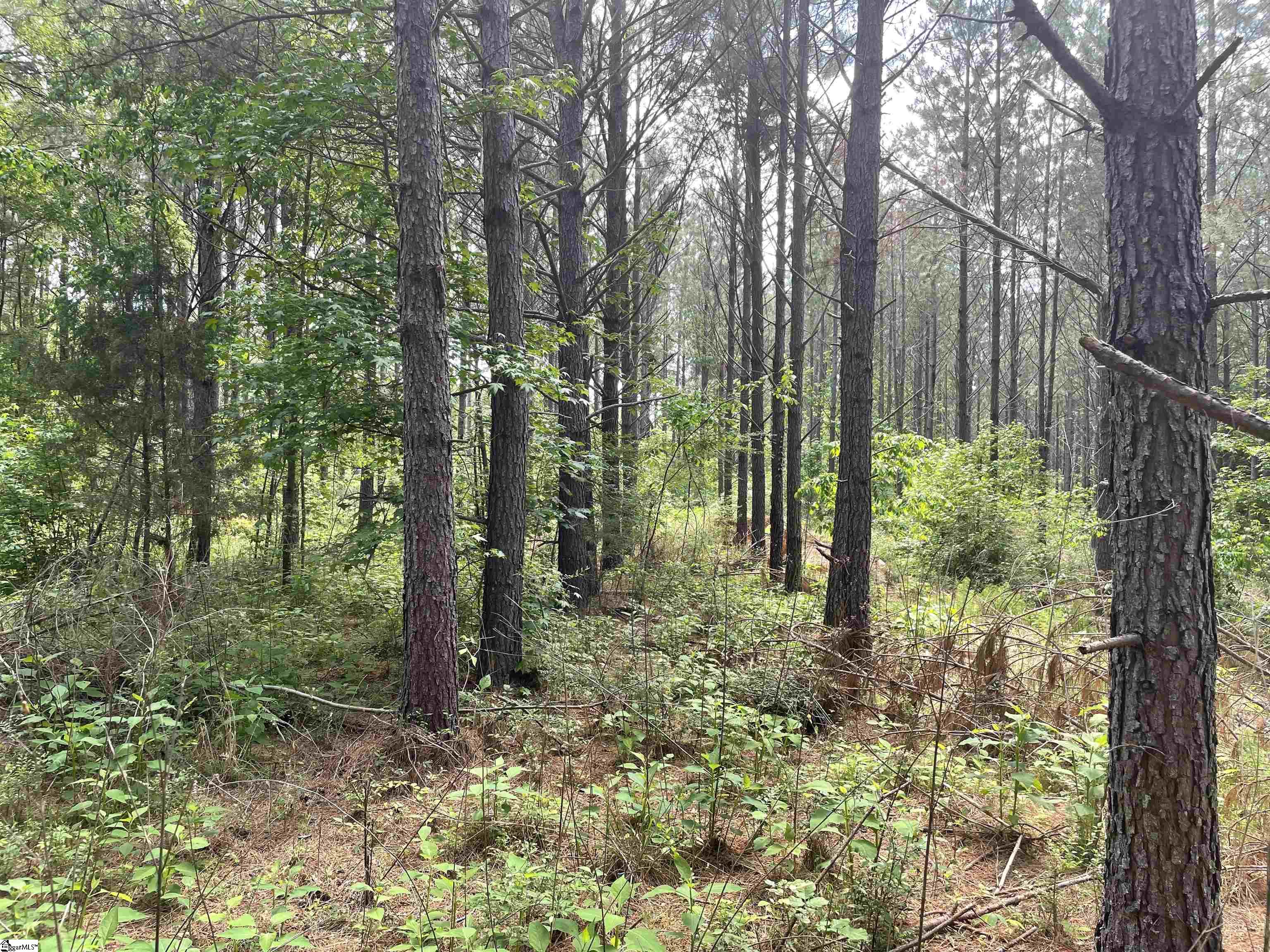 00 Lincoln, Gray Court, South Carolina image 6