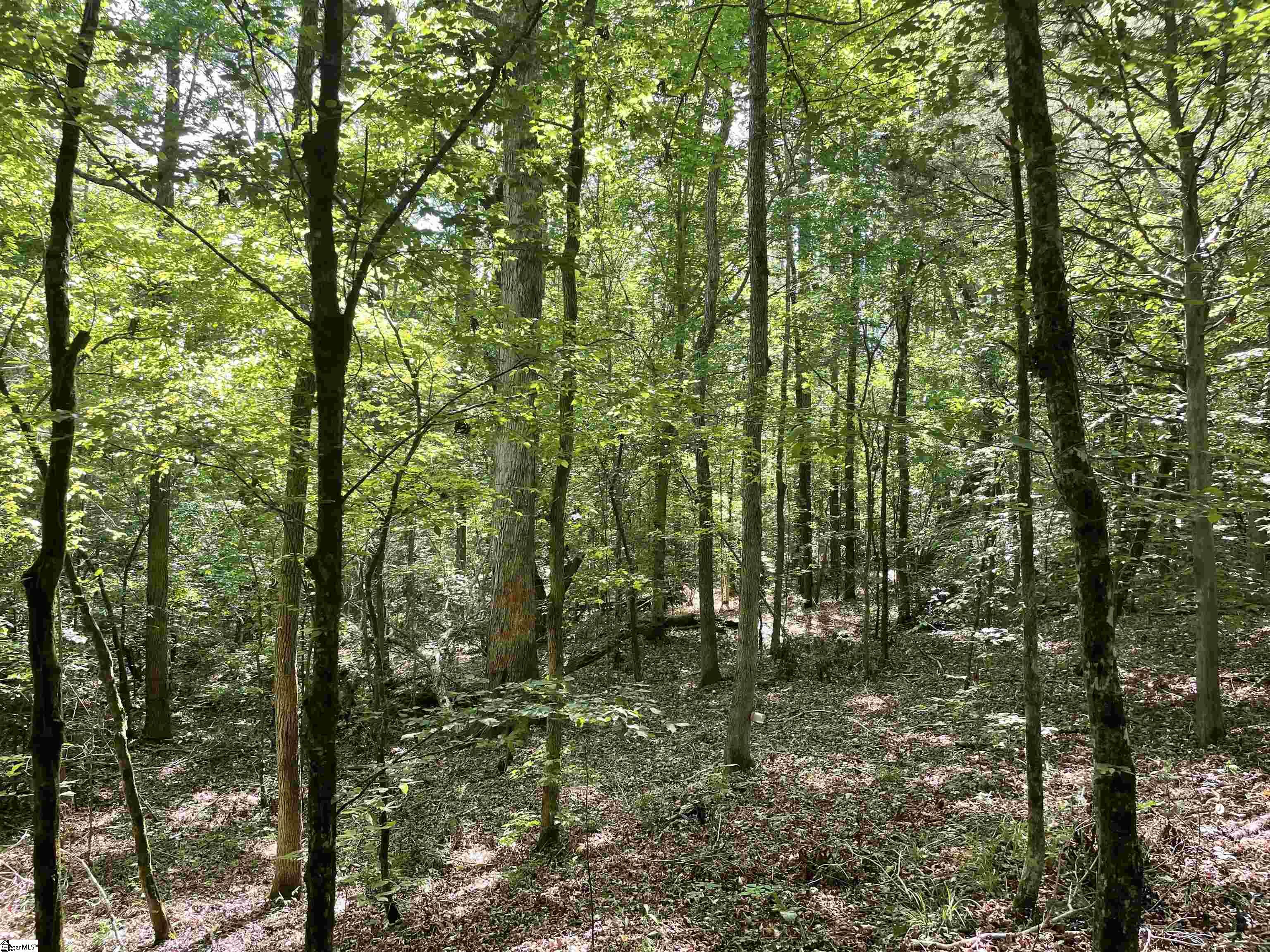 00 Lincoln, Gray Court, South Carolina image 2