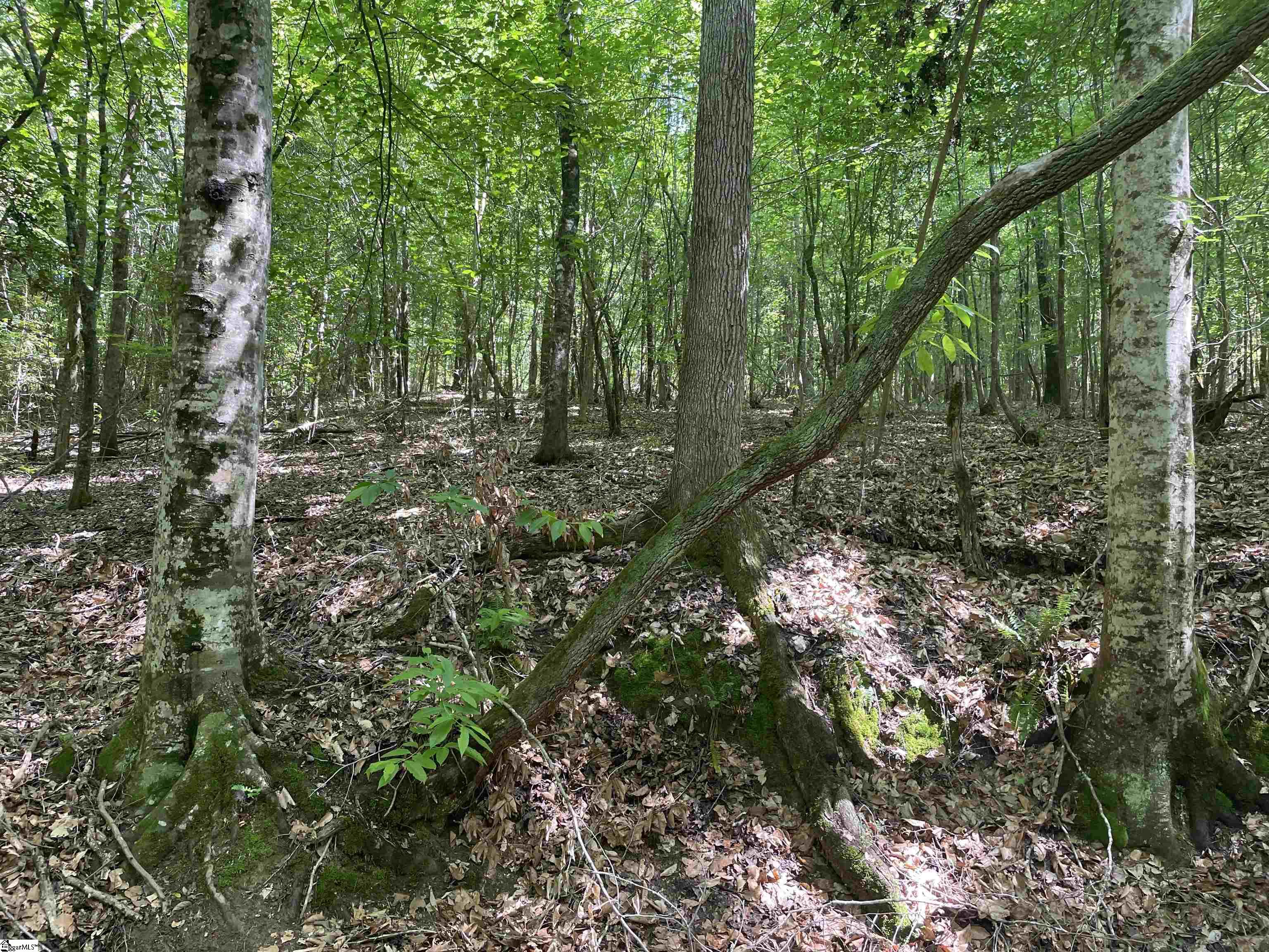 00 Lincoln, Gray Court, South Carolina image 3