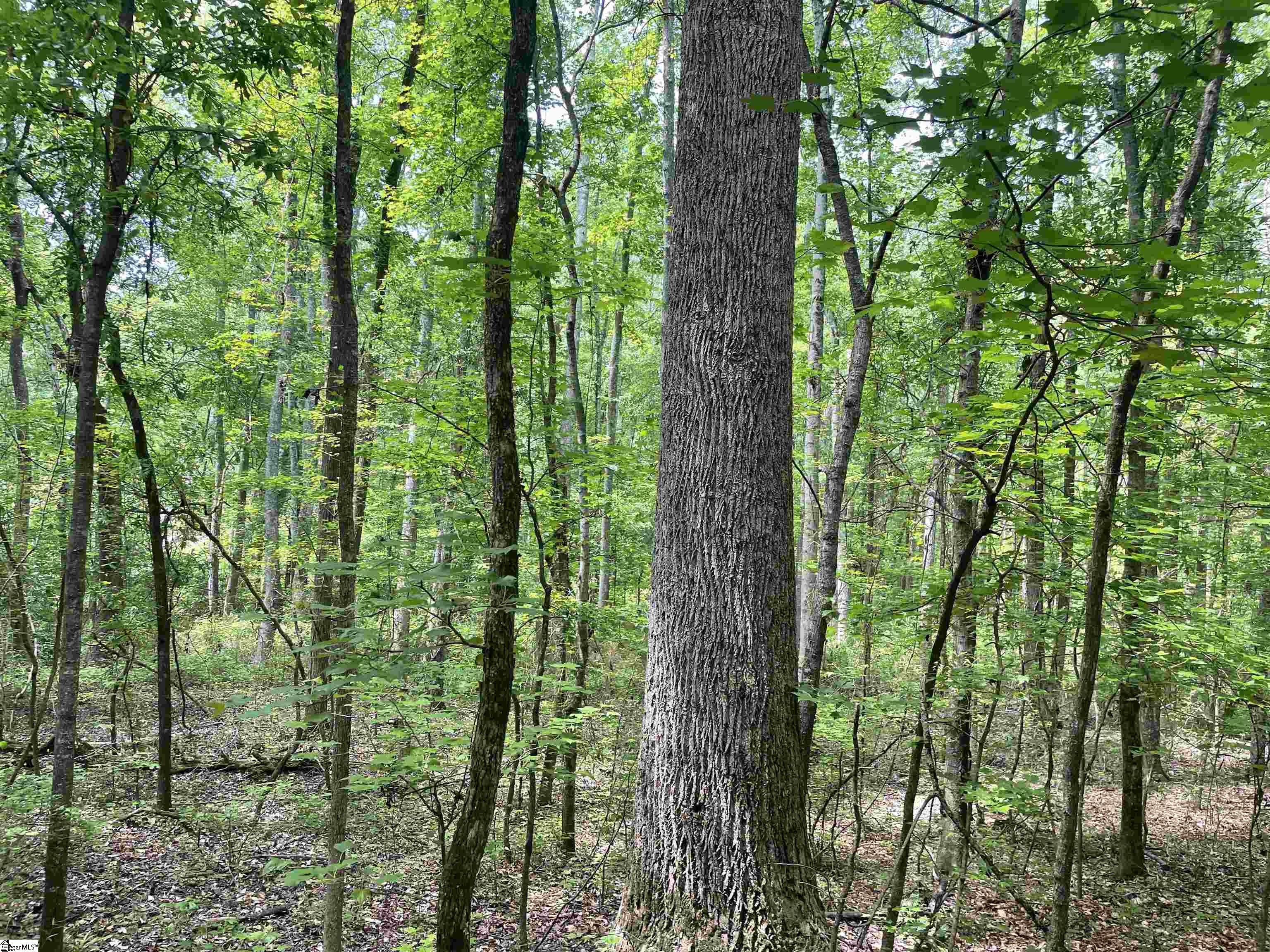00 Clatworthy, Honea Path, South Carolina image 10