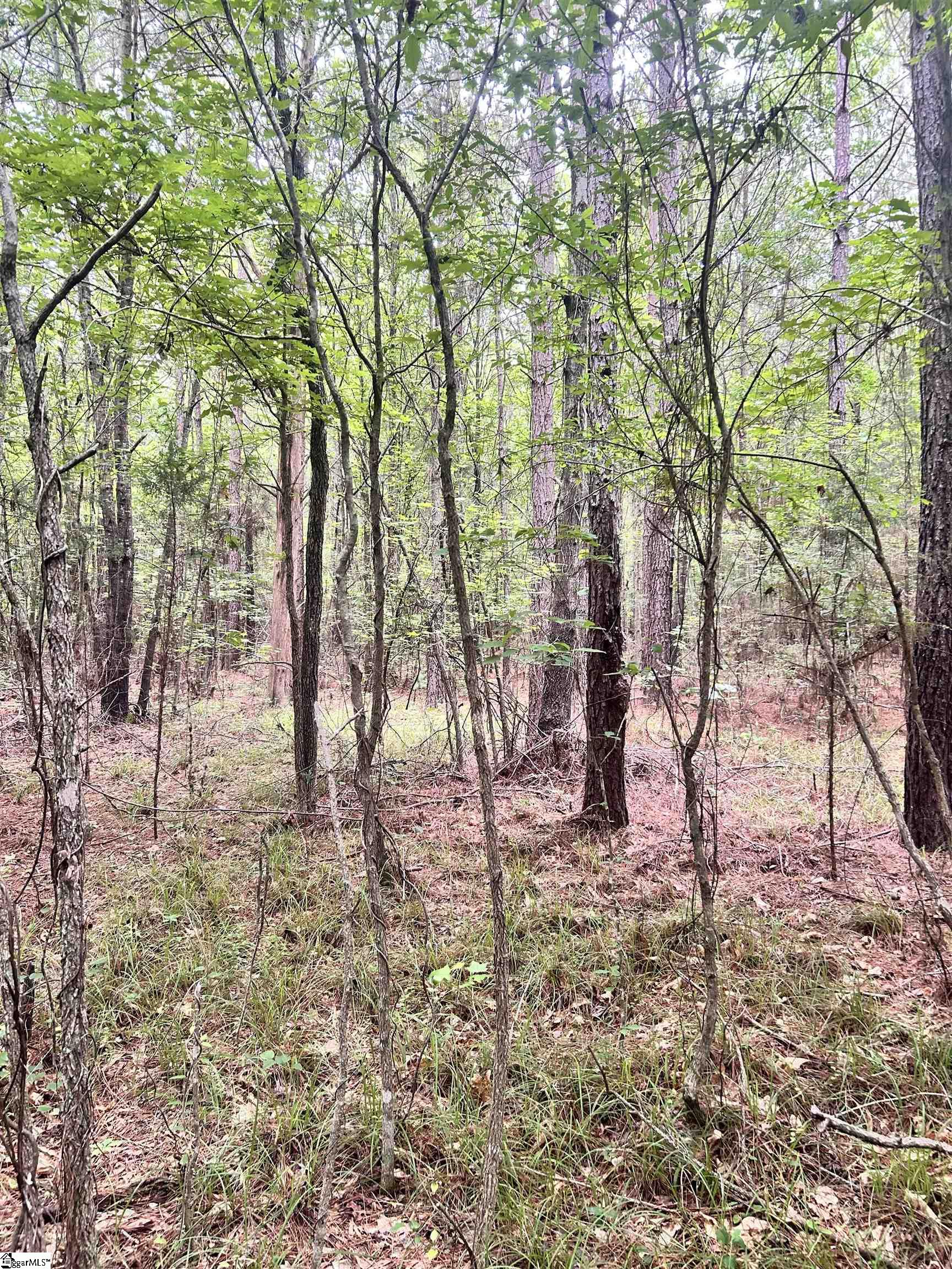 00 Gold Mine, Edgefield, South Carolina image 7
