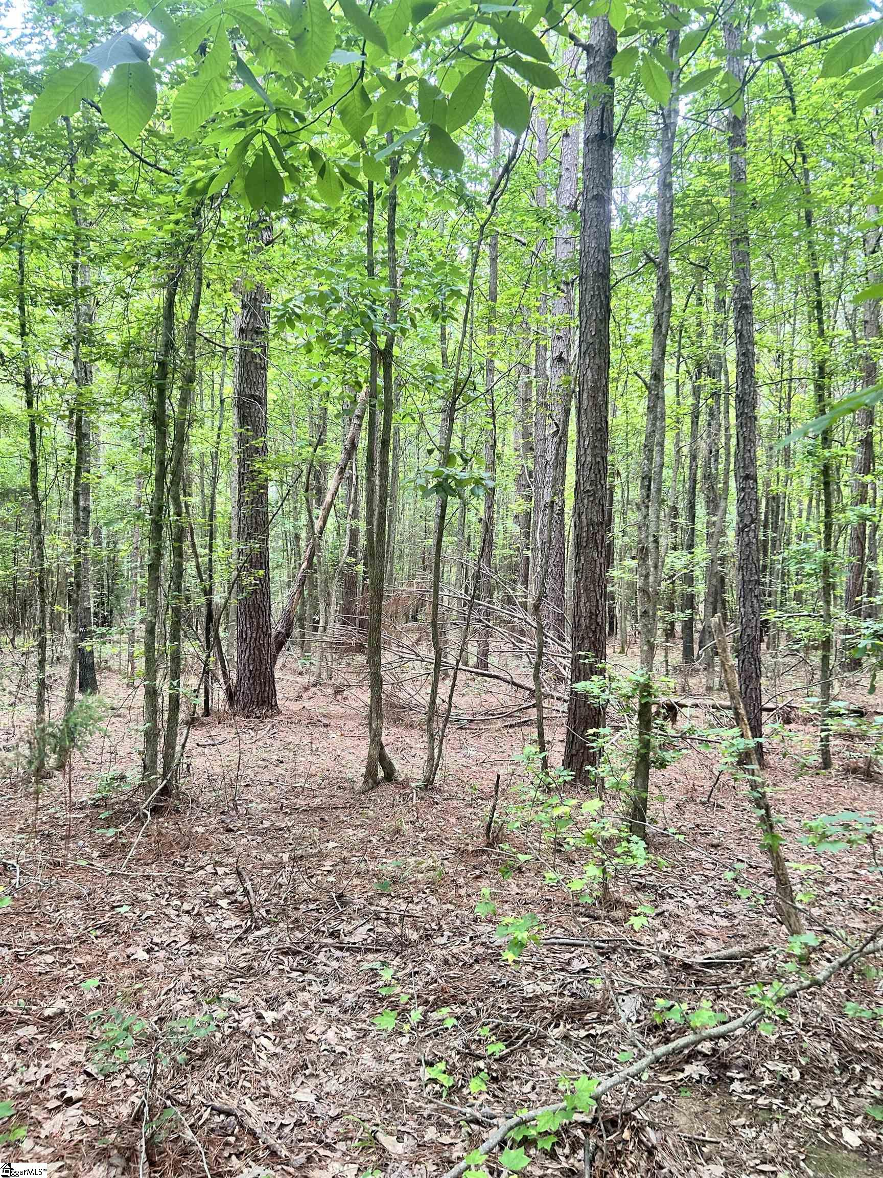 00 Gold Mine, Edgefield, South Carolina image 8