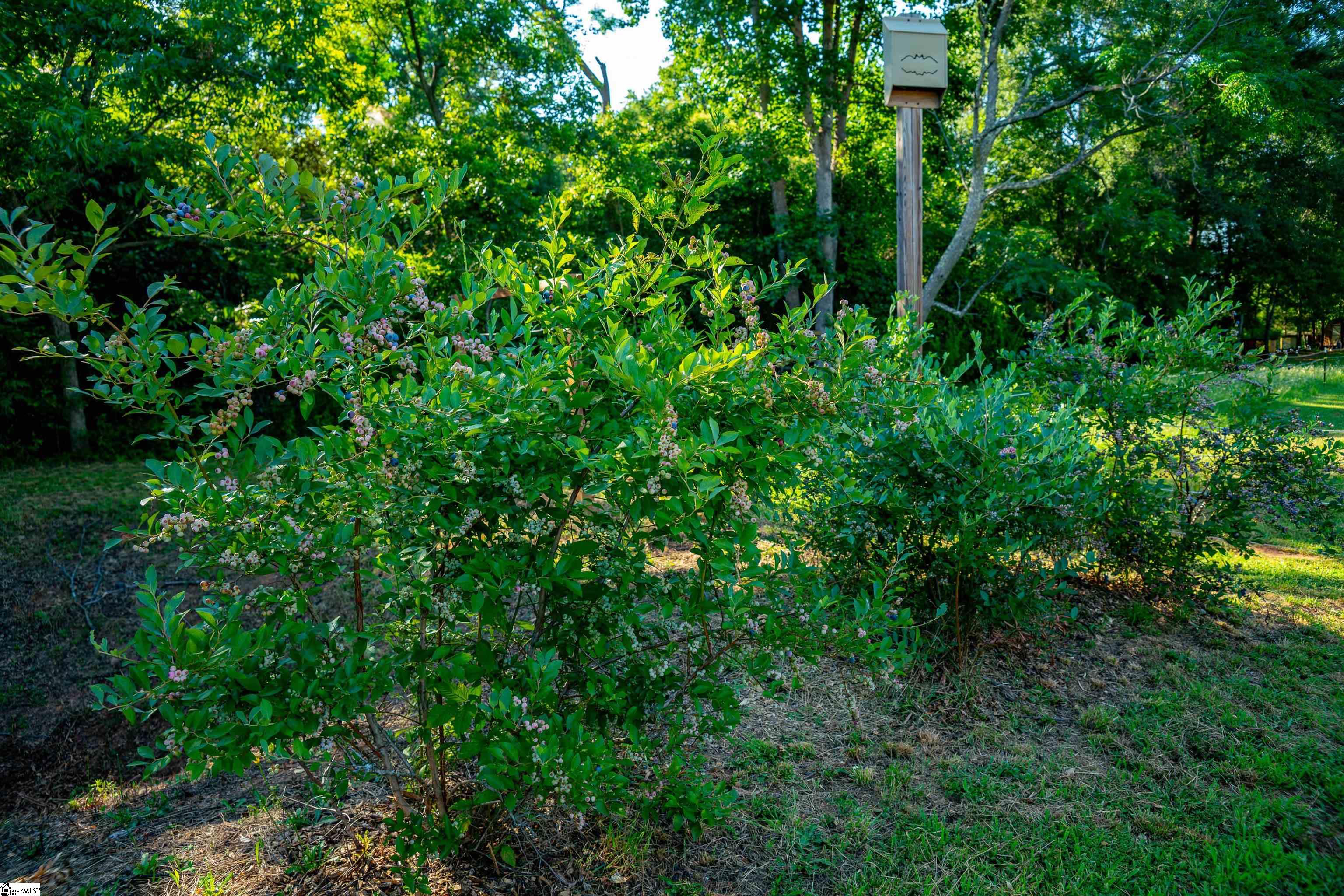 570 Old Chesnee, Chesnee, South Carolina image 28