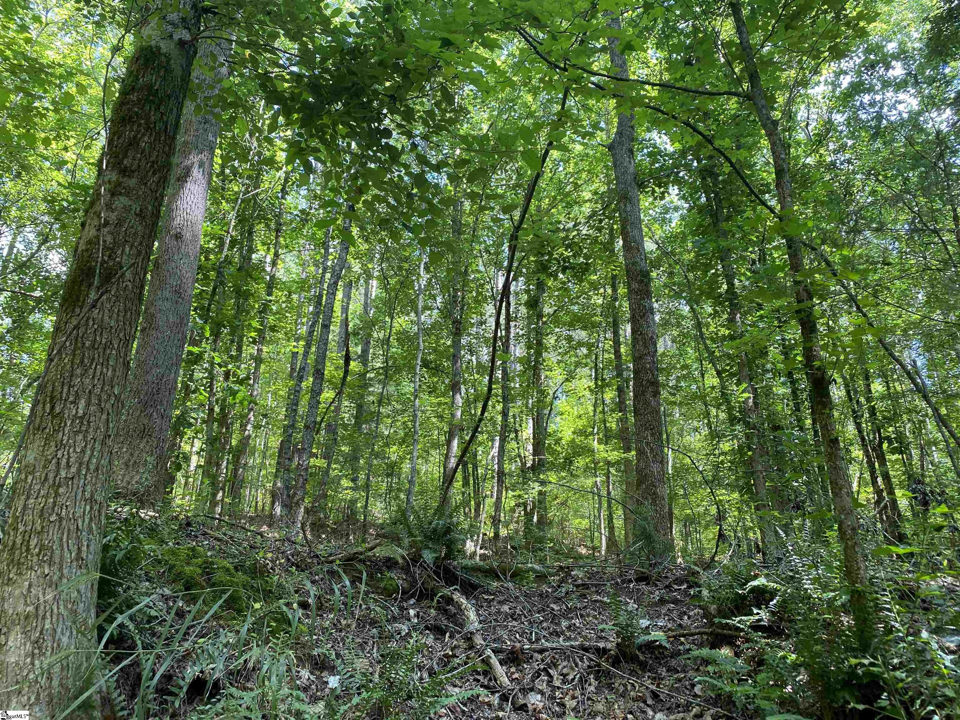 00 Indian Creek, Clinton, South Carolina image 16