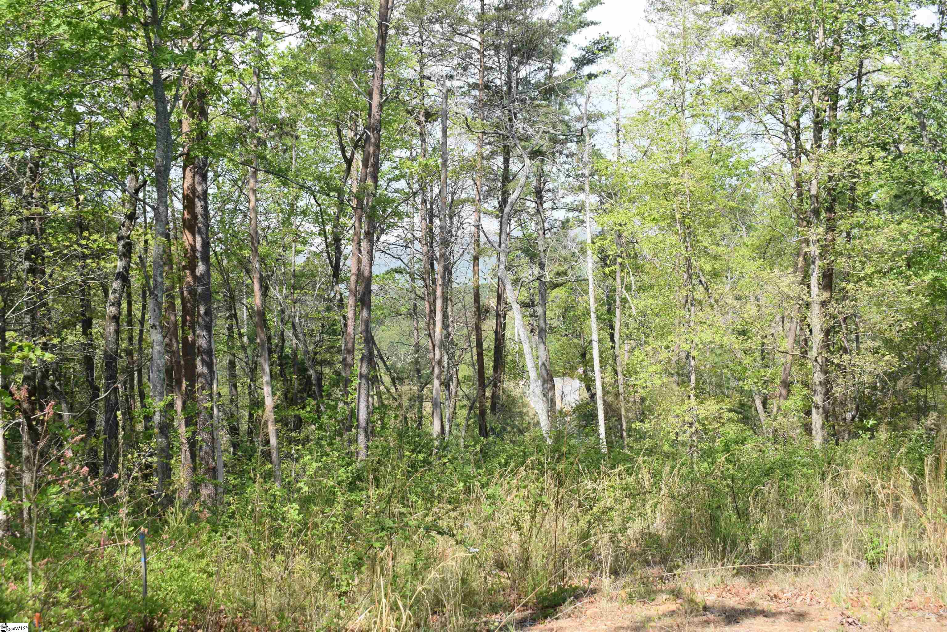 Winter, Mill Spring, North Carolina image 12
