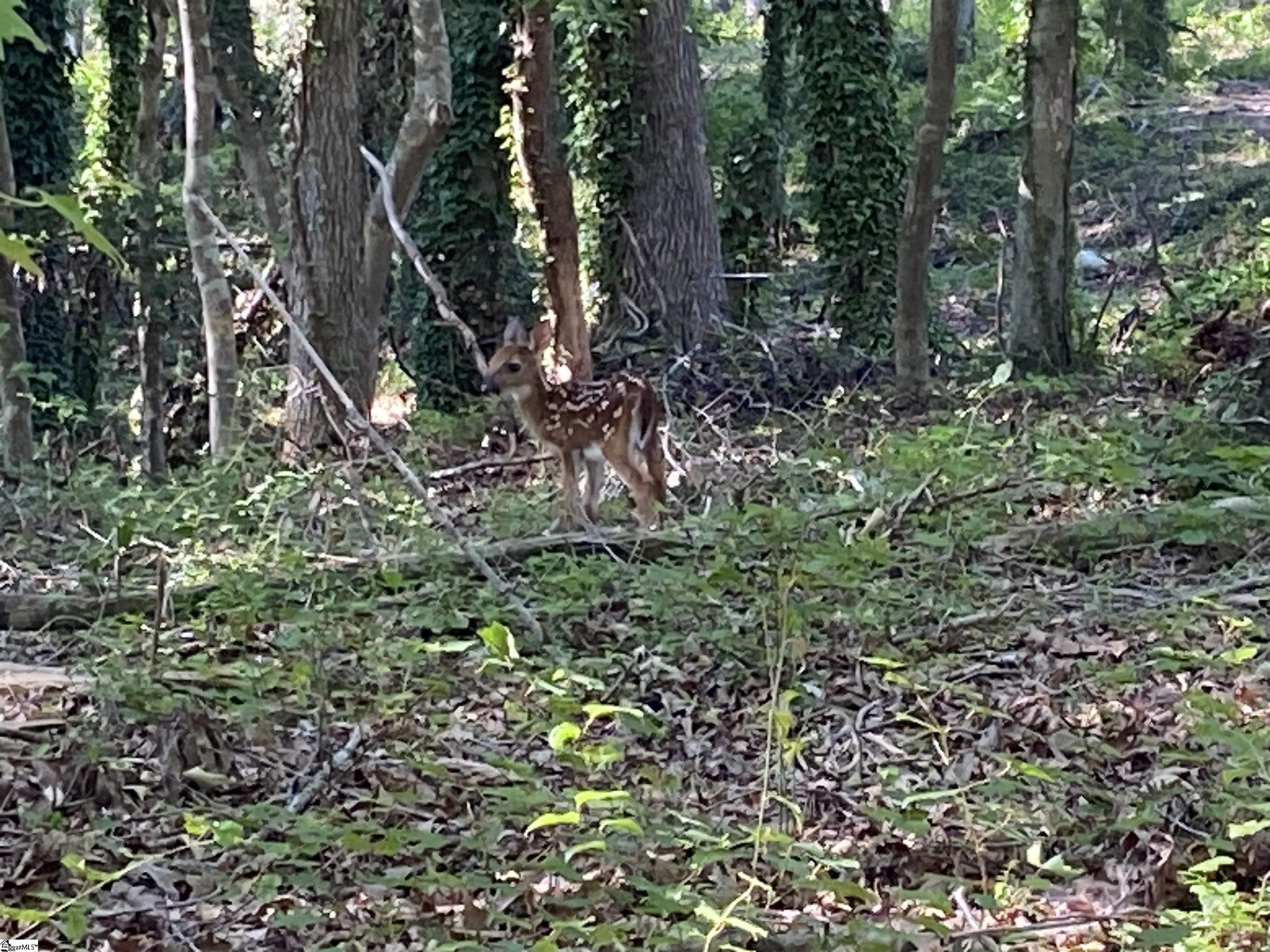 MLS #1567546 image #44