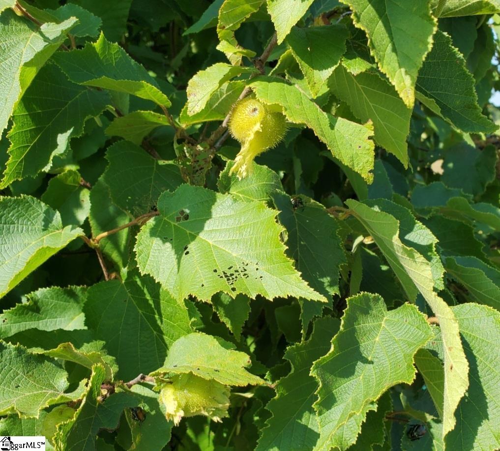 MLS #1568678 image #10