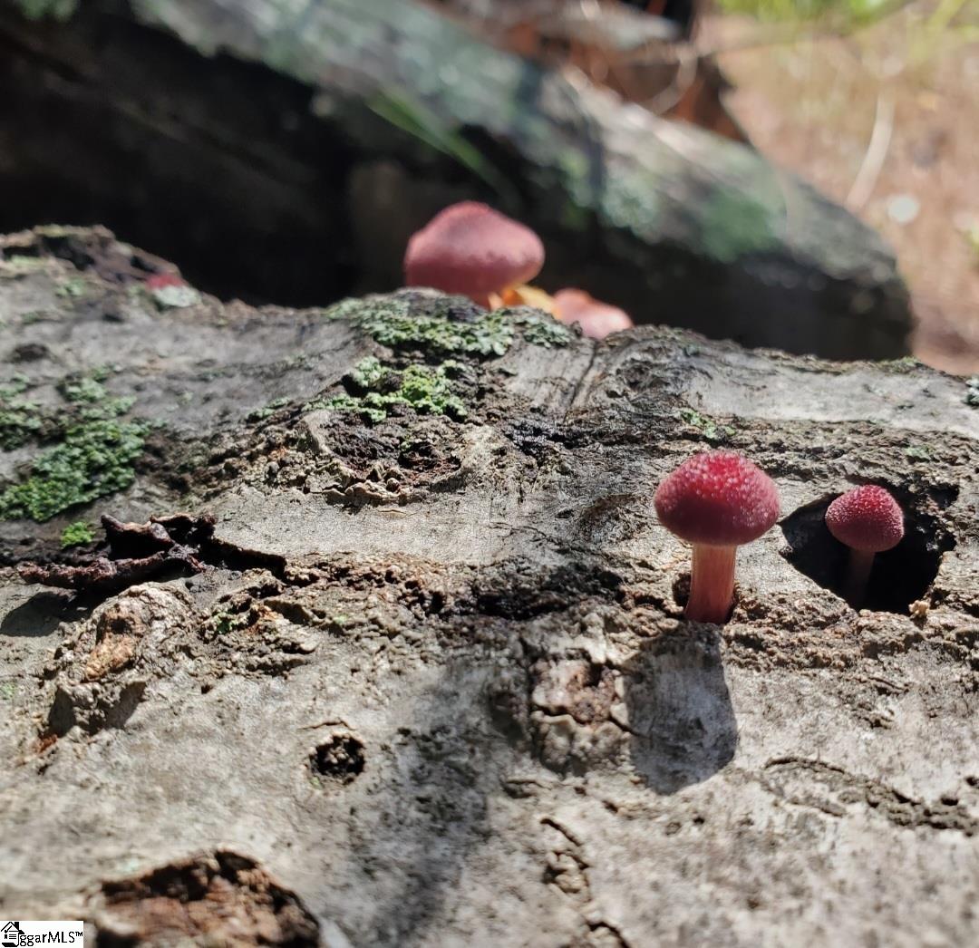 MLS #1568678 image #11