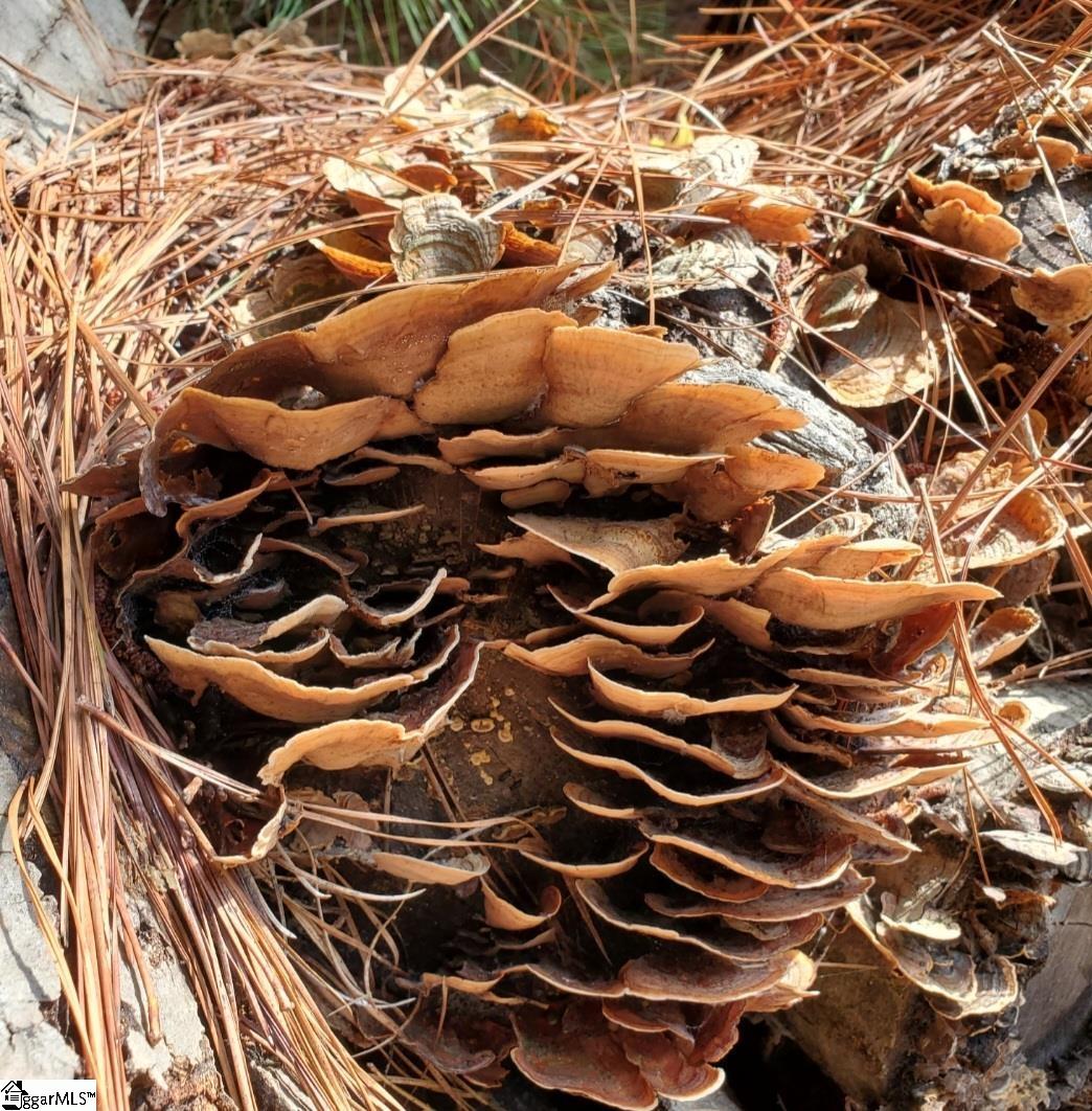 MLS #1568678 image #12