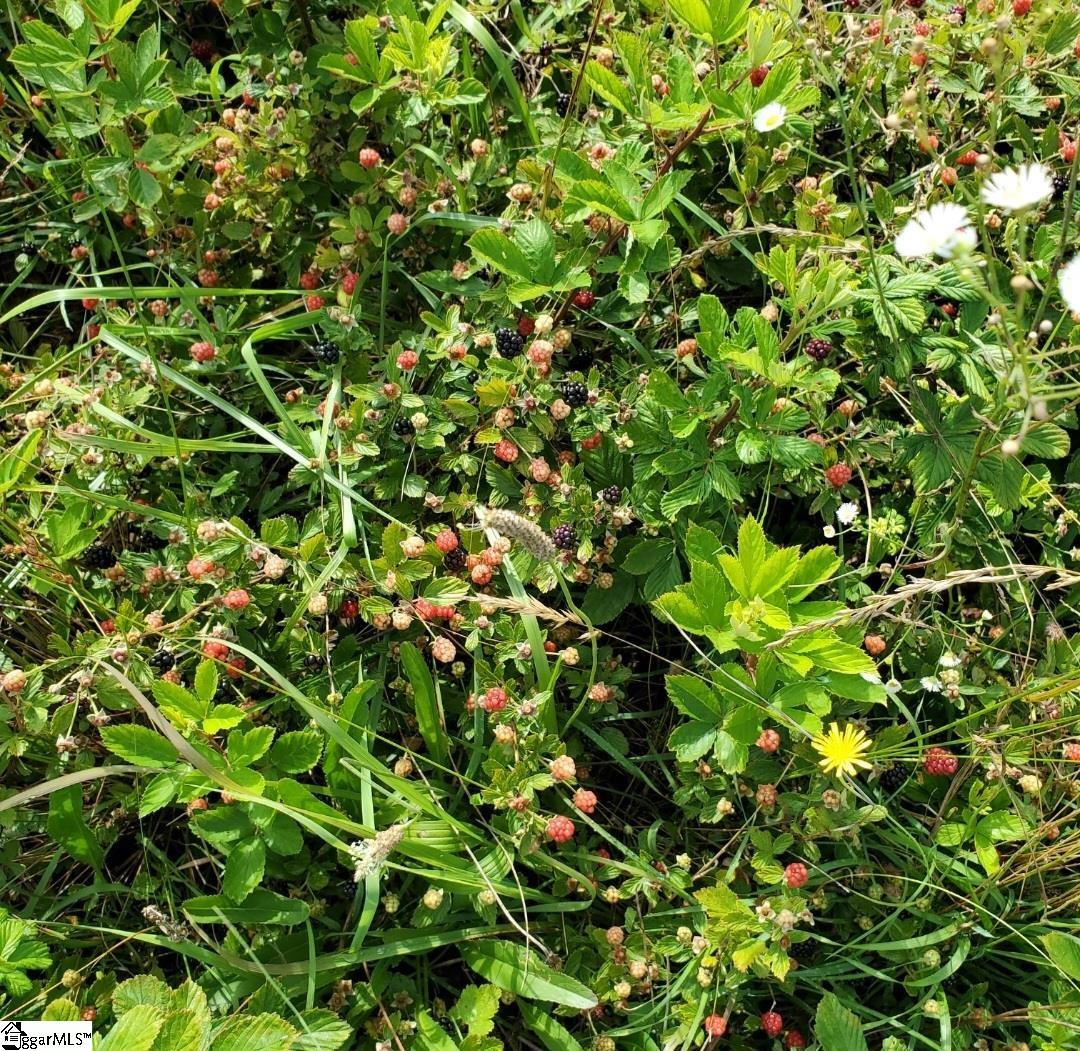 MLS #1568678 image #9