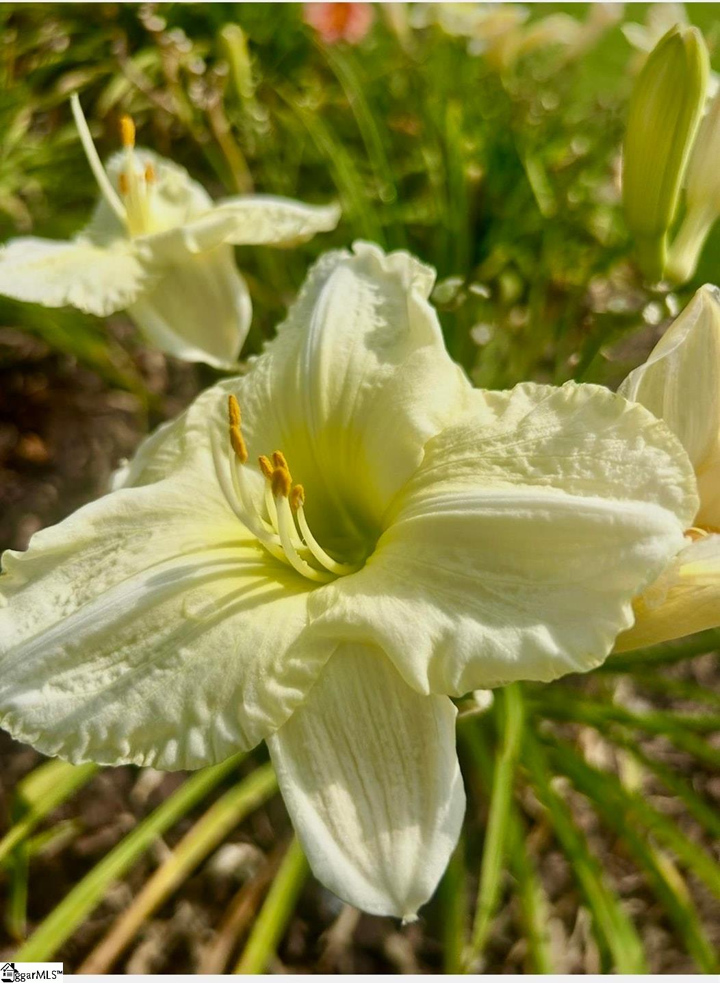 MLS #1574976 image #21