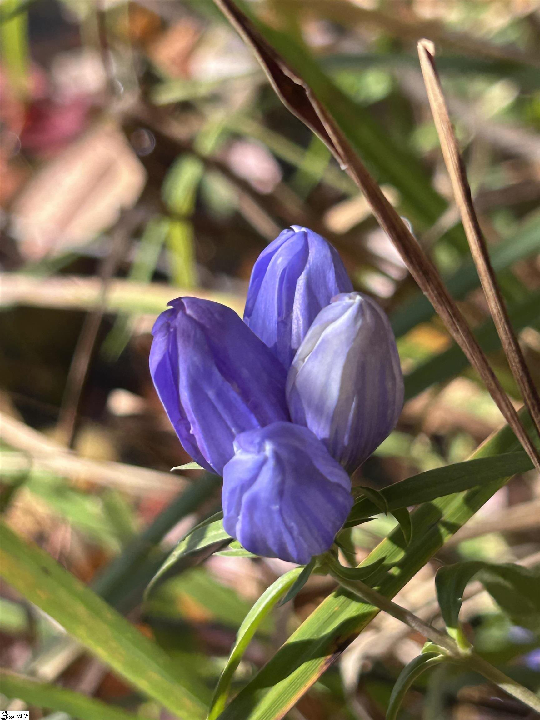 MLS #1574976 image #23