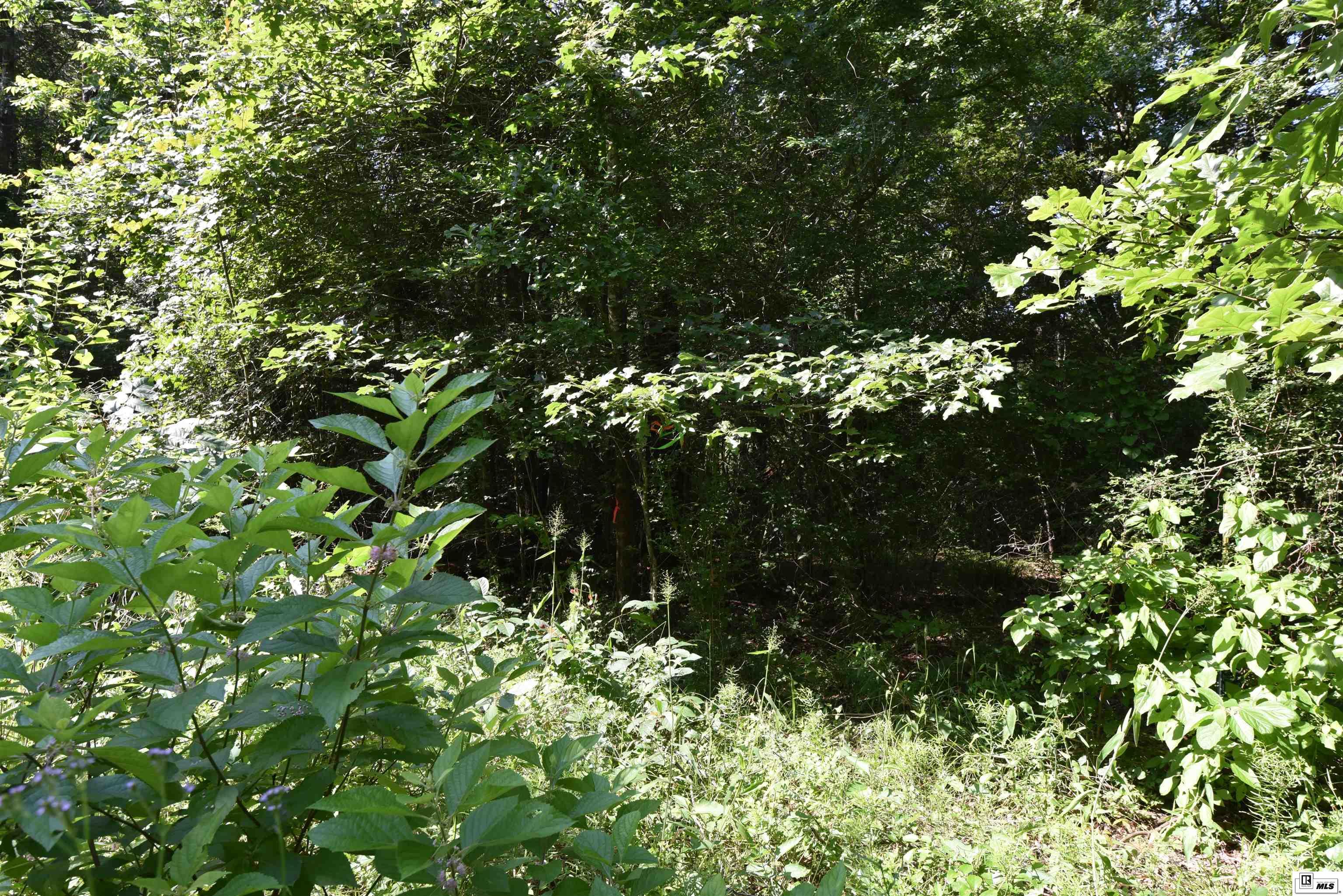 Photo of PLUM GROVE ROAD, Pioneer, LA 71266