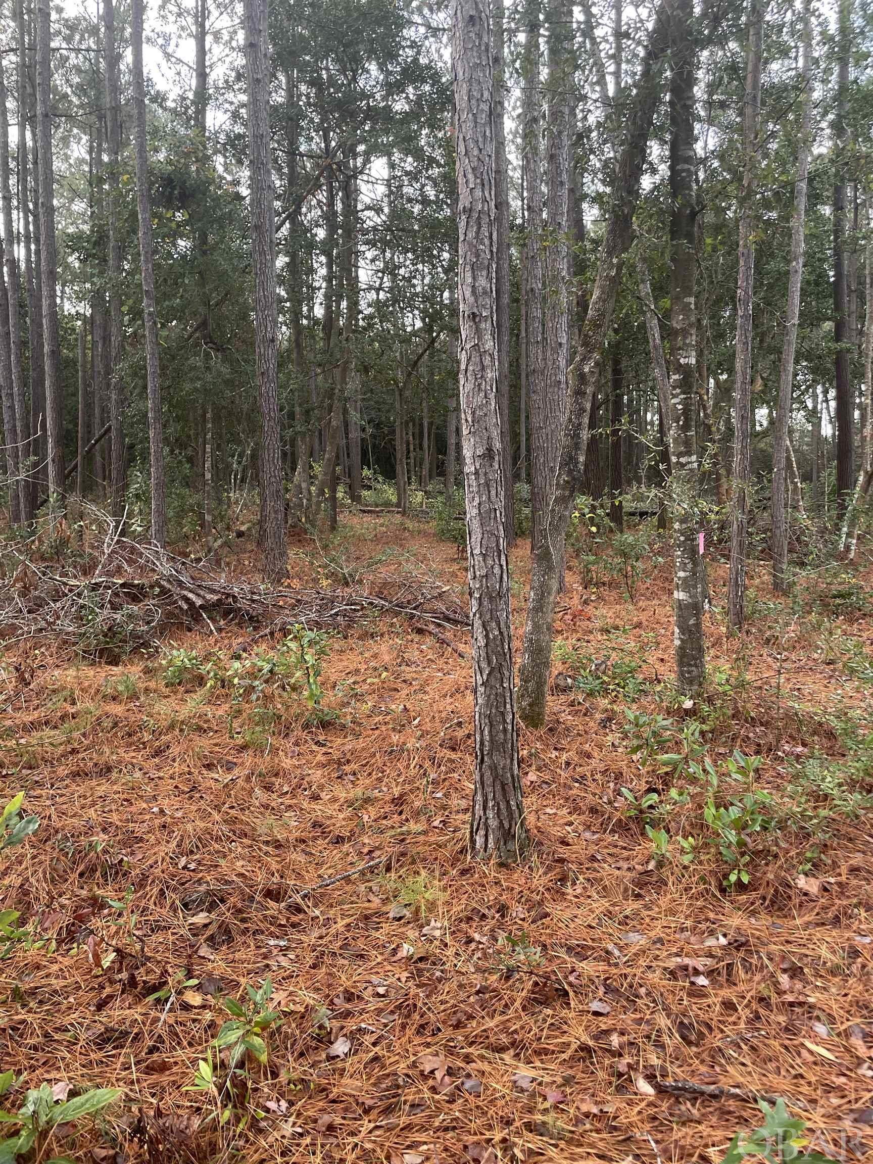 Beautiful lot on the North End of Roanoke Island in Alder Branch Subdivision. Great location.  Walking/biking distance to Croatan Sound, and Fort Raleigh.  Covenants do apply.  HOA is not currently collecting dues.